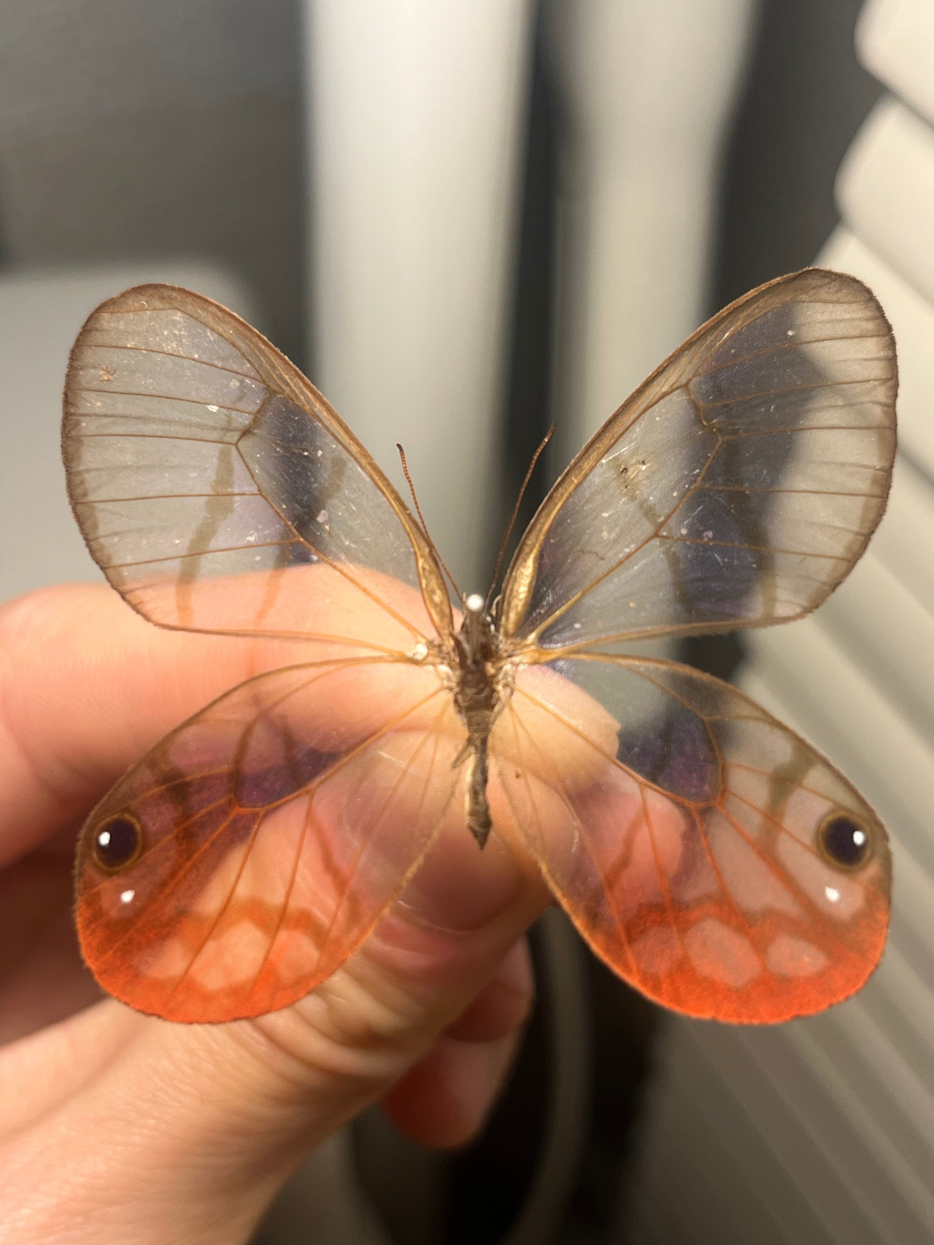 蝶・蛾 | オモニキチュウ