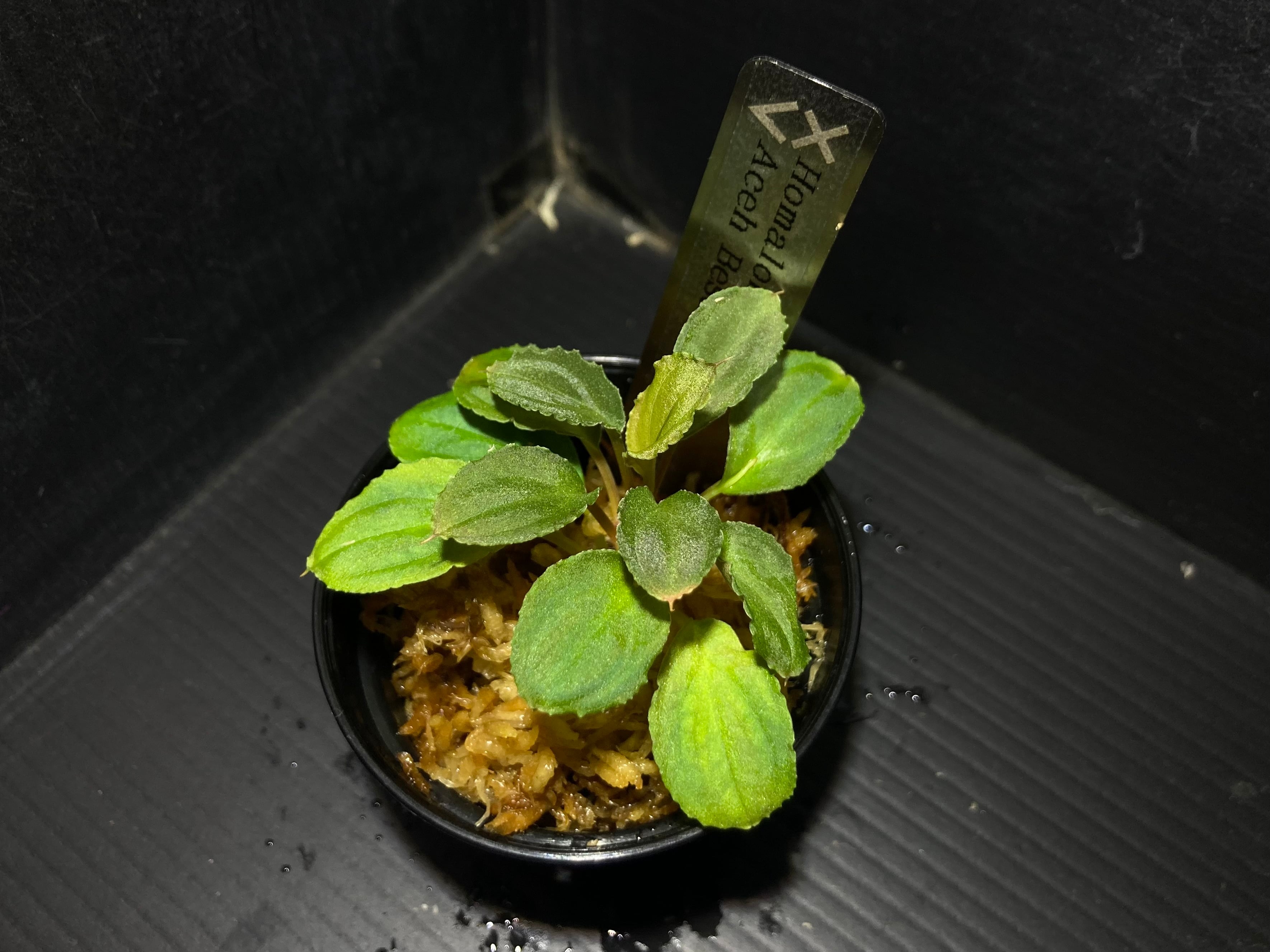 ホマロメナ | AquaFocus