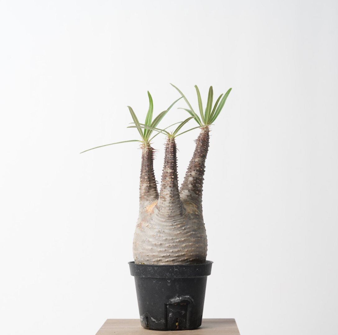 パキポディウム グラキリス no.22〈発根済み〉 | SPECIAL OTHER WORKS