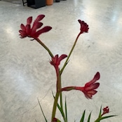 カンガルーポー【1037】