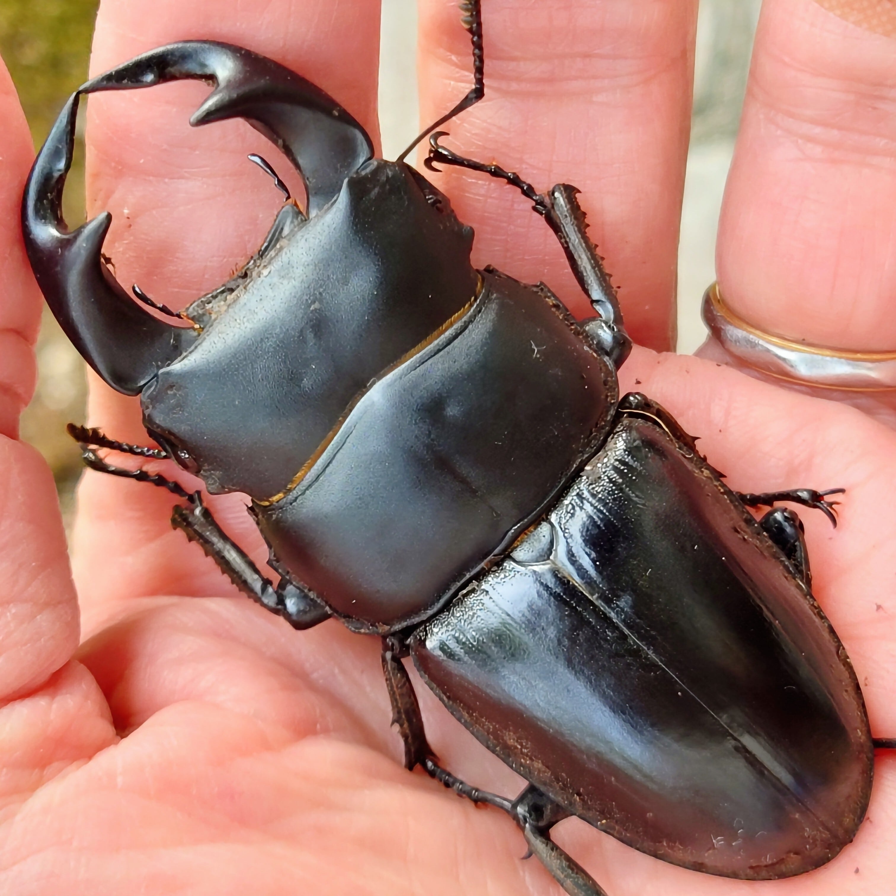 台湾オオクワガタ77mm ペアセット タイワンオオクワガタ | insect