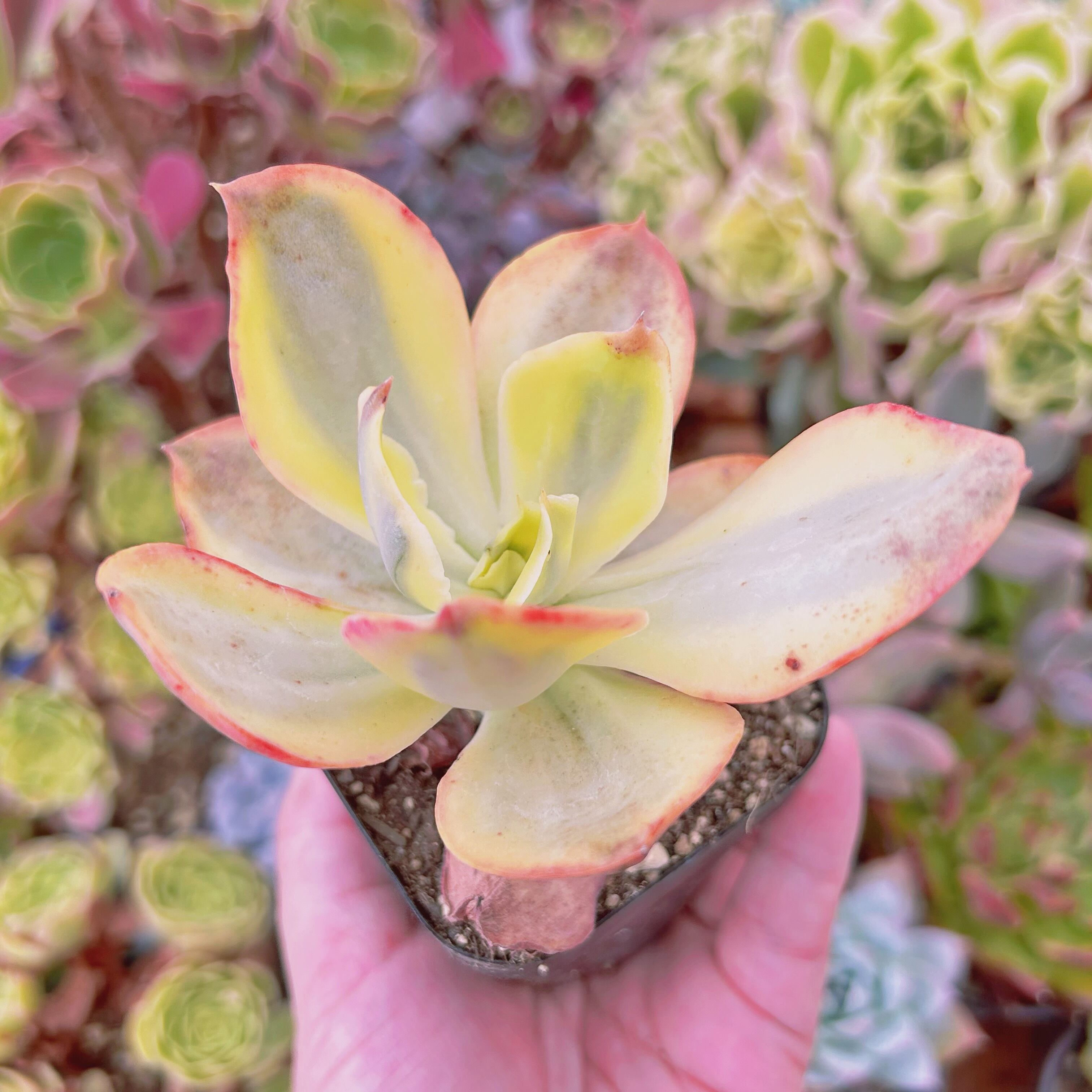 現物 多肉植物 スヨン錦 抜き苗 | るる農園~多肉植物専門