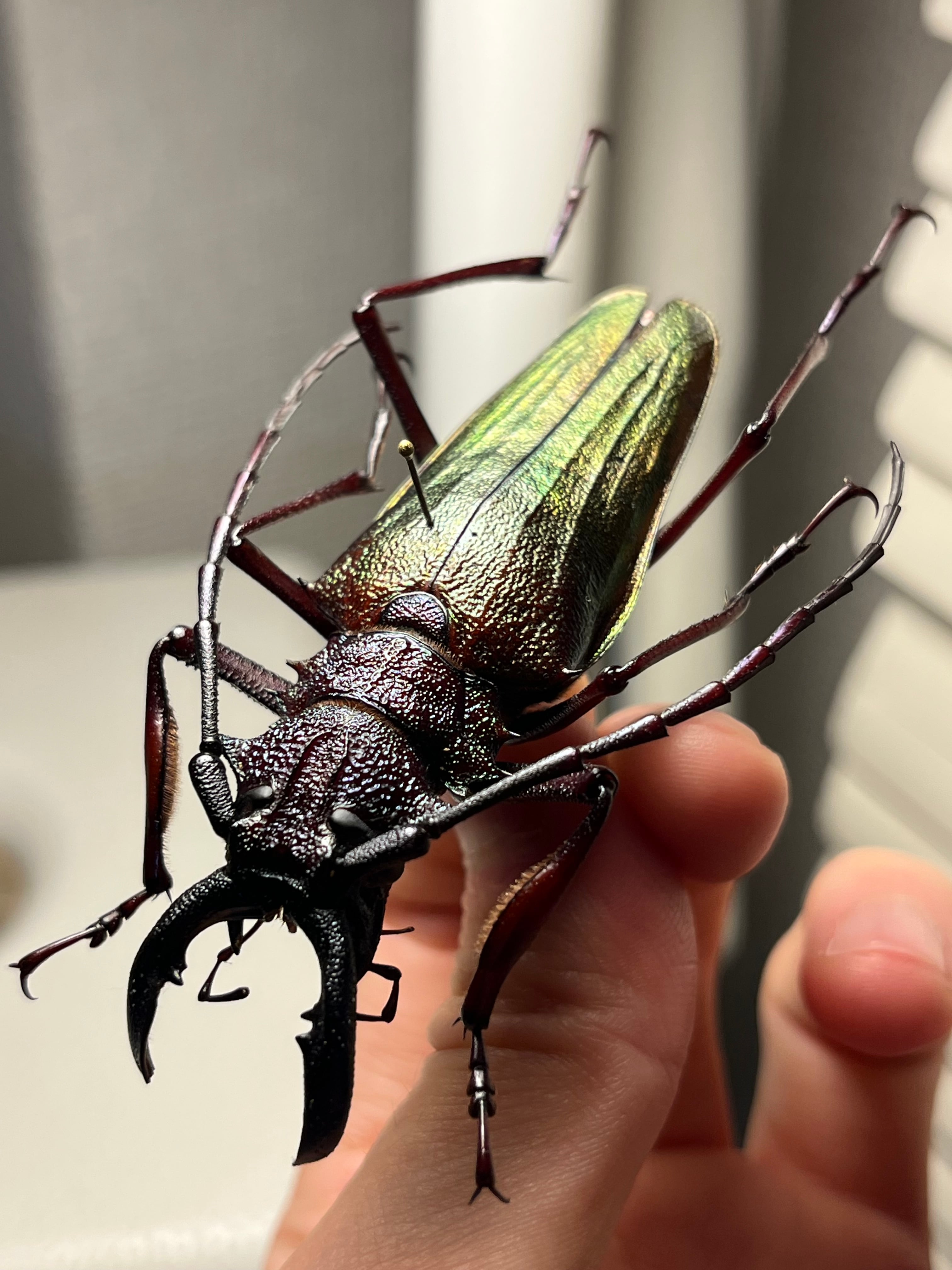 121mm】タイタンオオウスバカミキリ カブトムシクワガタハナムグリ