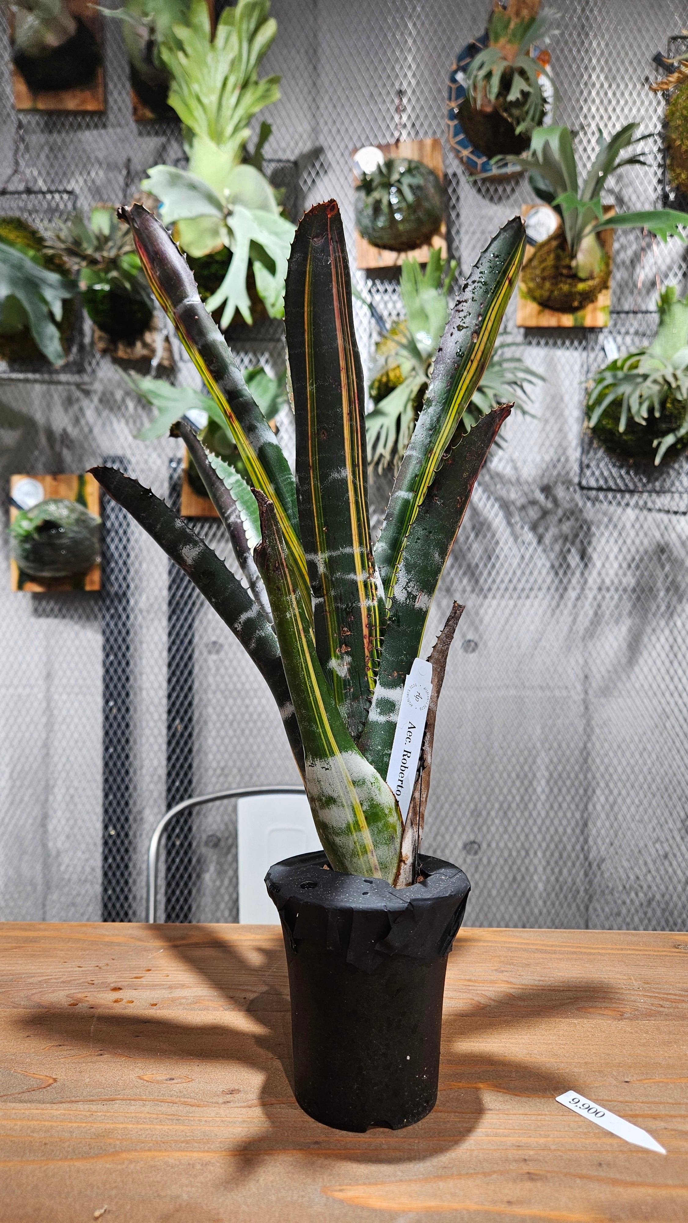 Aechmea. Roberto Menescal【artPLANTs/PLANTS GARAGE】 エクメア