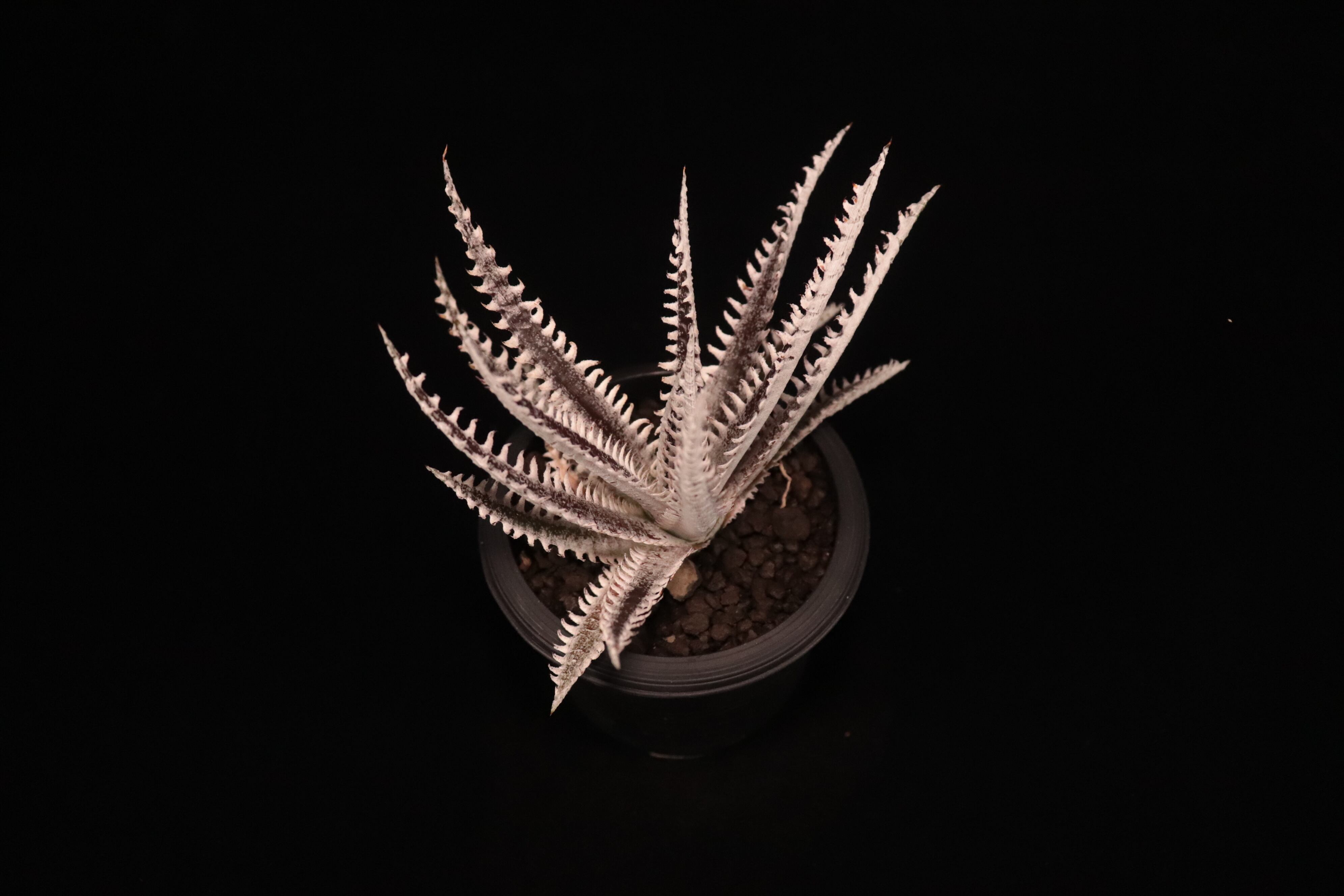 送料無料】Dyckia 'All Star'〔ディッキア〕現品発送D484-4 | plane plants