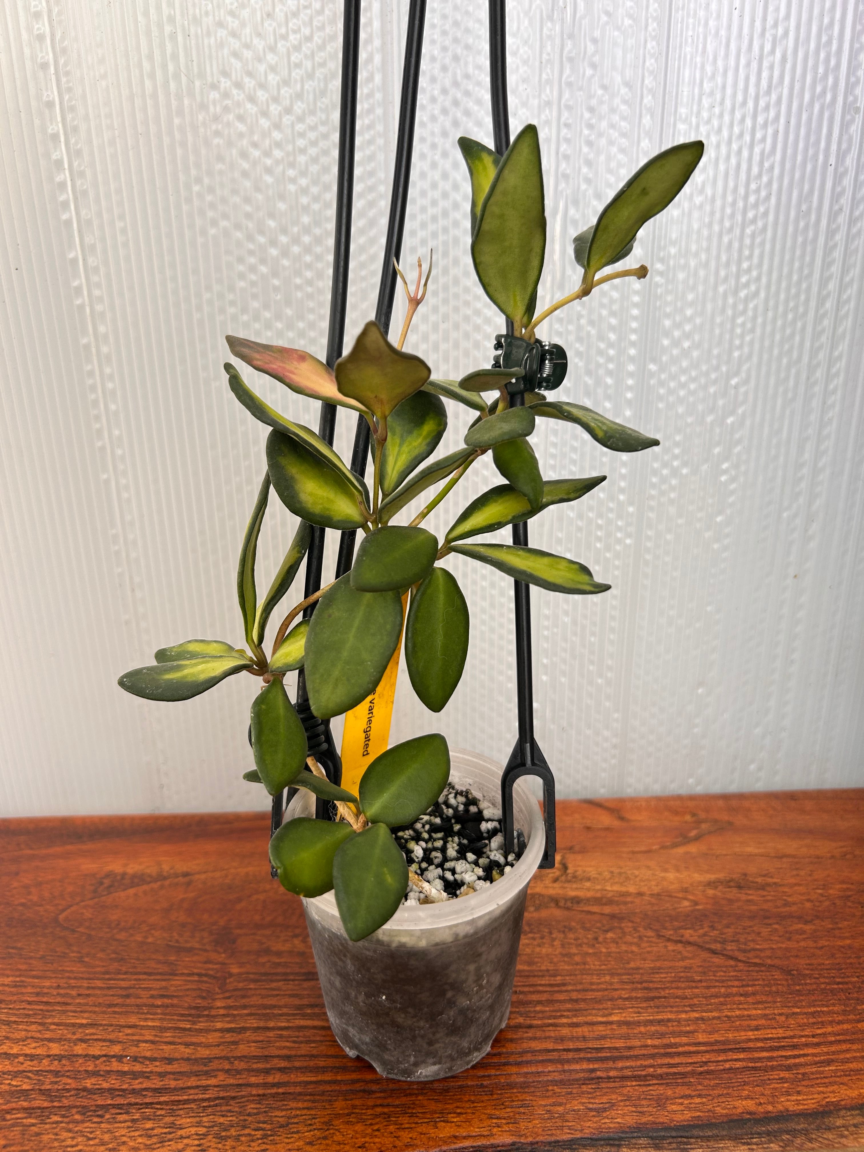 Hoya | BALI-AN 園芸