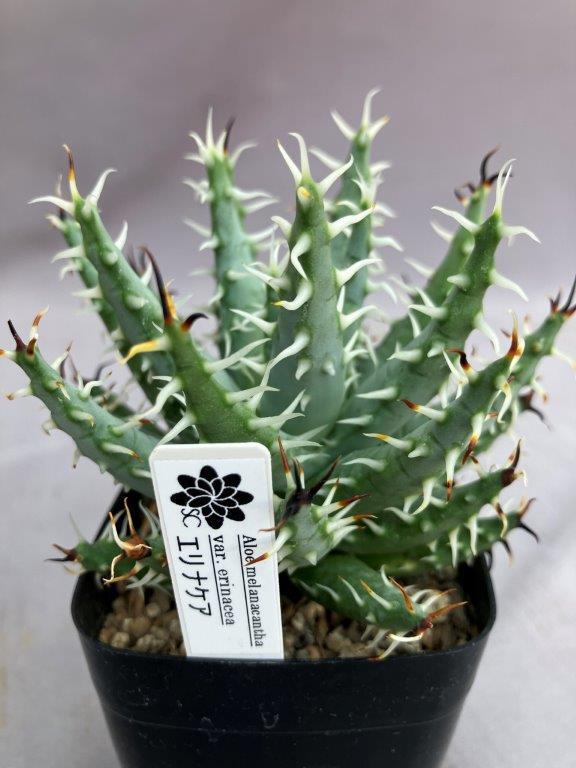 多肉植物 | 日本ライン花木センター