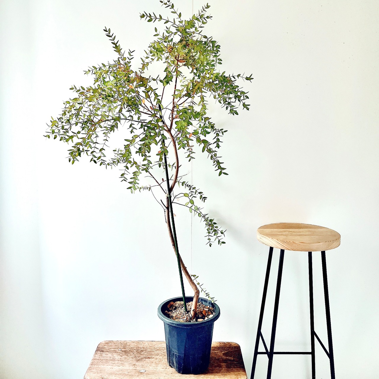 ユーカリ パルブラ オージープランツ 希少植物 Lサイズ 観葉植物 calm cafe