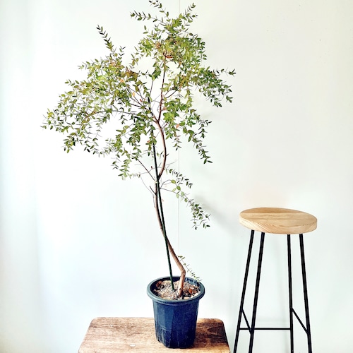 《希少》ユーカリ パルブラ オージープランツ Lサイズ 観葉植物 calm cafe