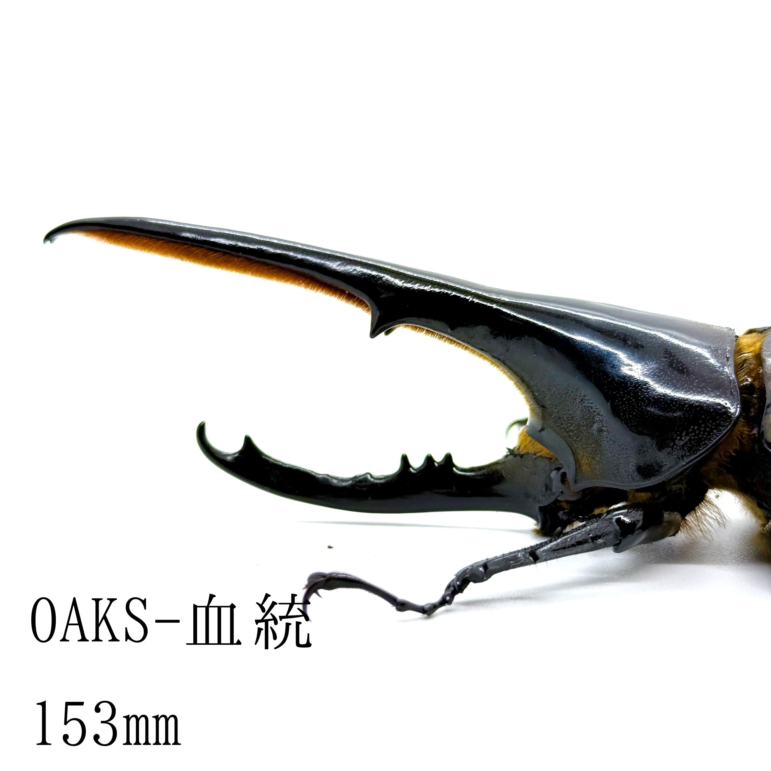 153㎜ / 成虫 / オス / ヘラクレスオオカブト