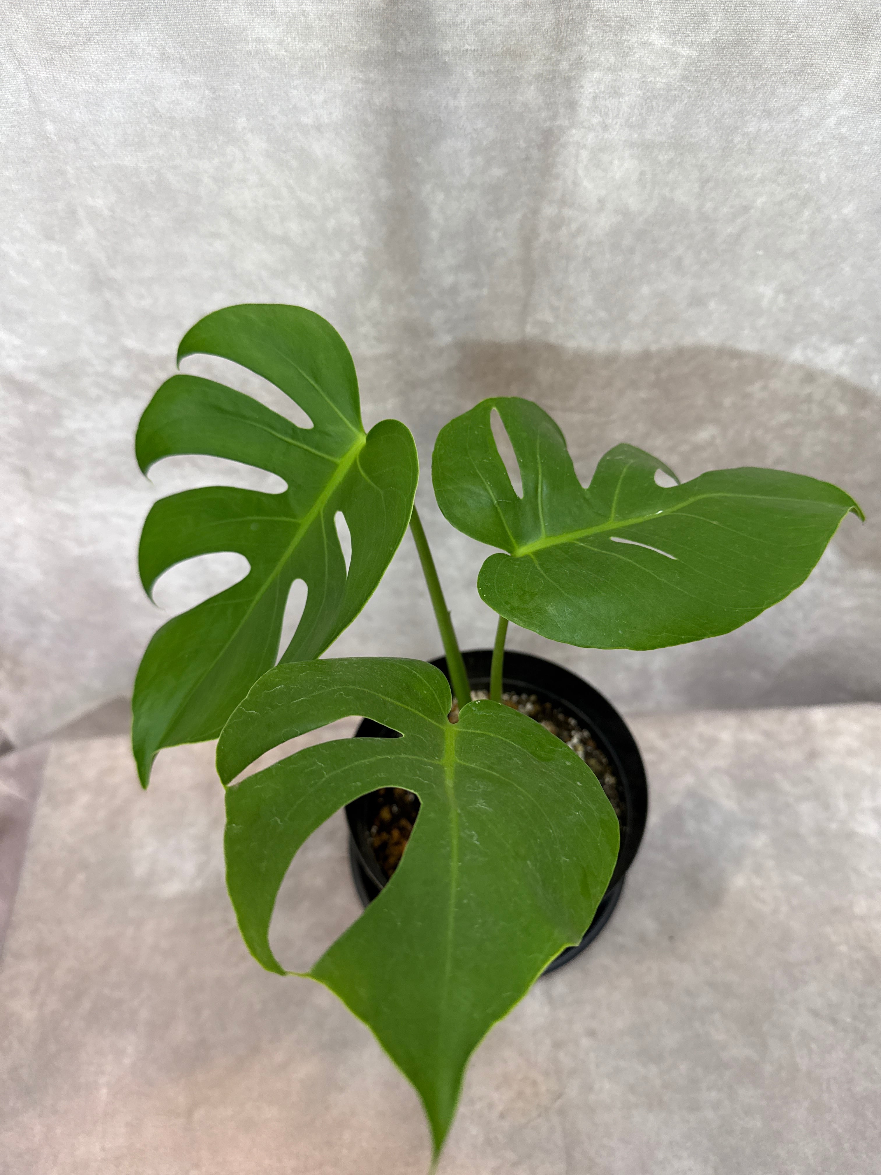 Anthurium guildingii / グイルディンギー | Gardenえん 【観葉熱帯植物】