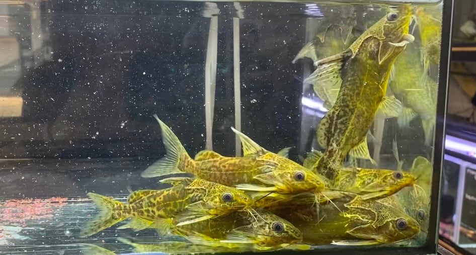 シノドンティス イエロー シノドンティス イエロー