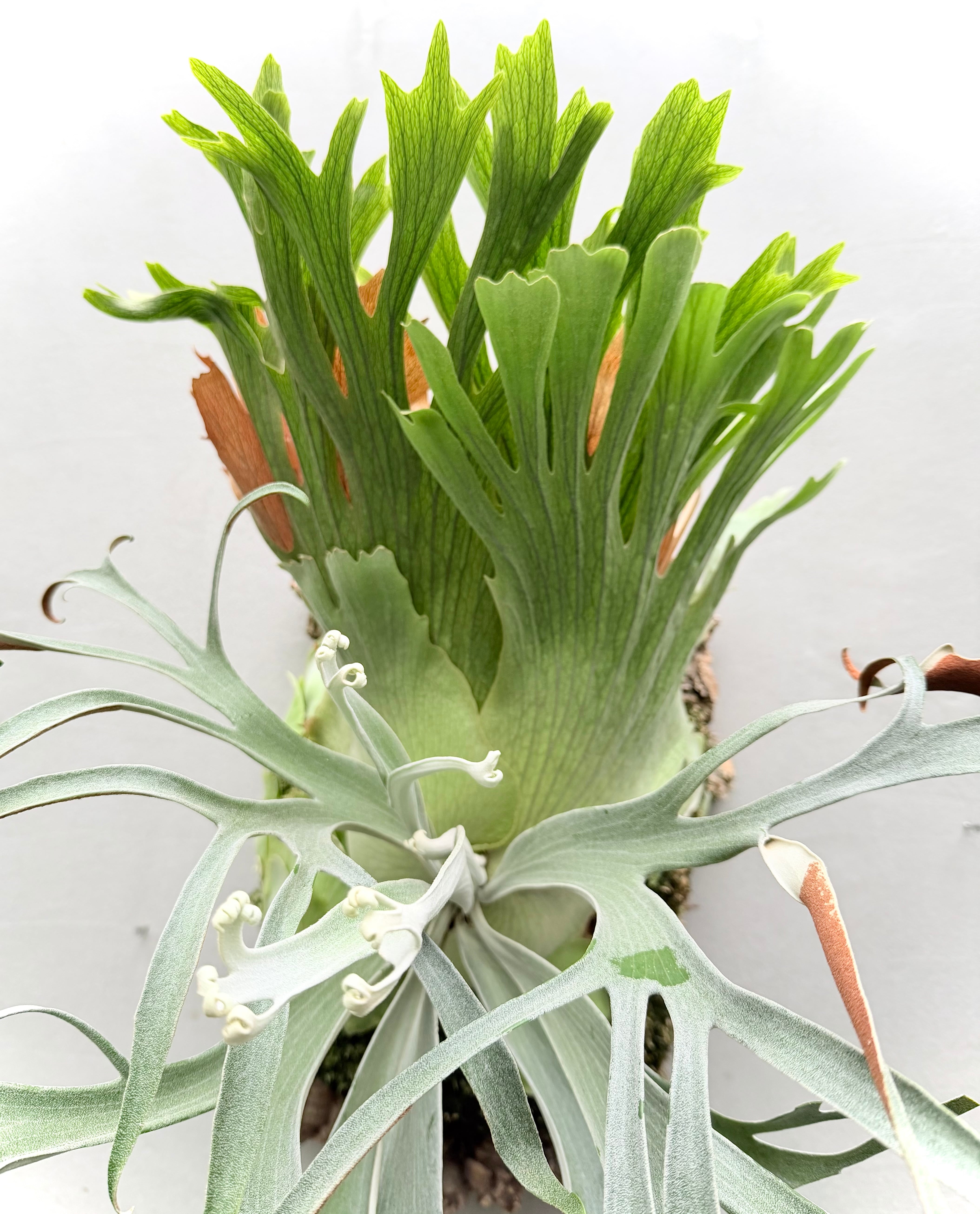 ビカクシダ　S.S Foong #2 石化？ a) P. 'SSS' ビカクシダ | vandaka plants