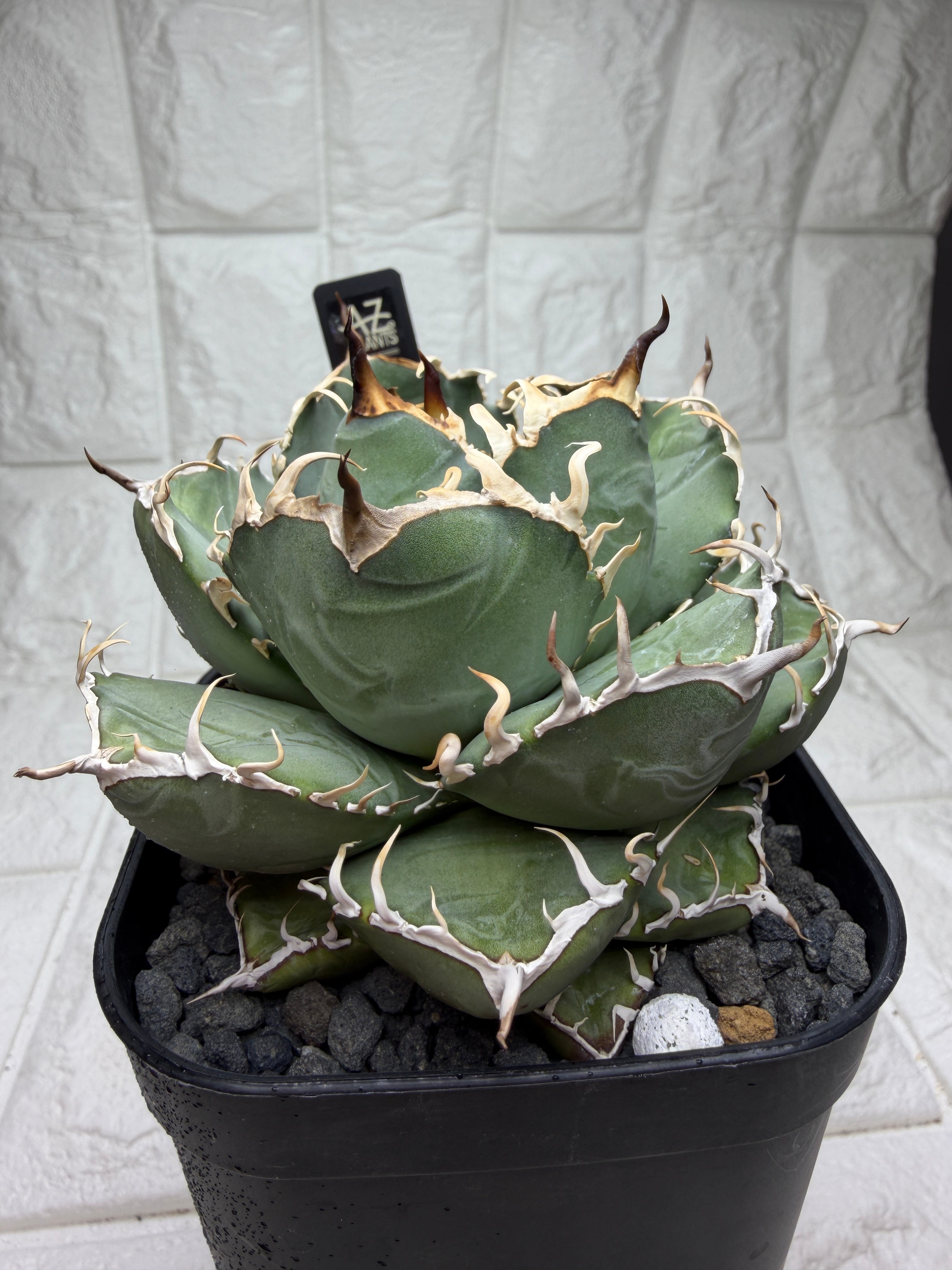 Billbergia 'Dippin Dots' Australia (ビルベルギア 'ディッピン