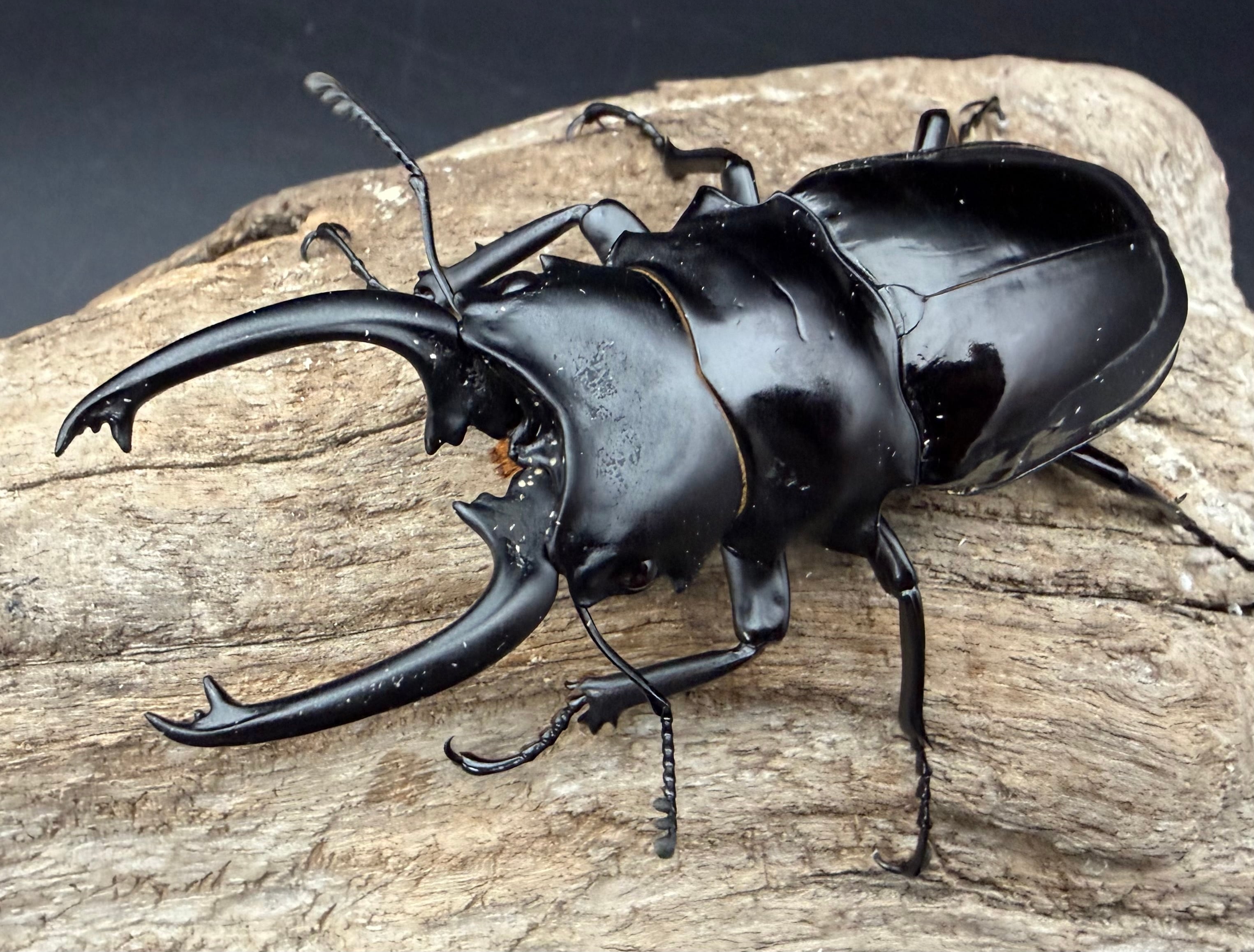 WD】《ダールマンツヤクワガタ亜種セレベンシス 83mm ペア》 | KPW公式