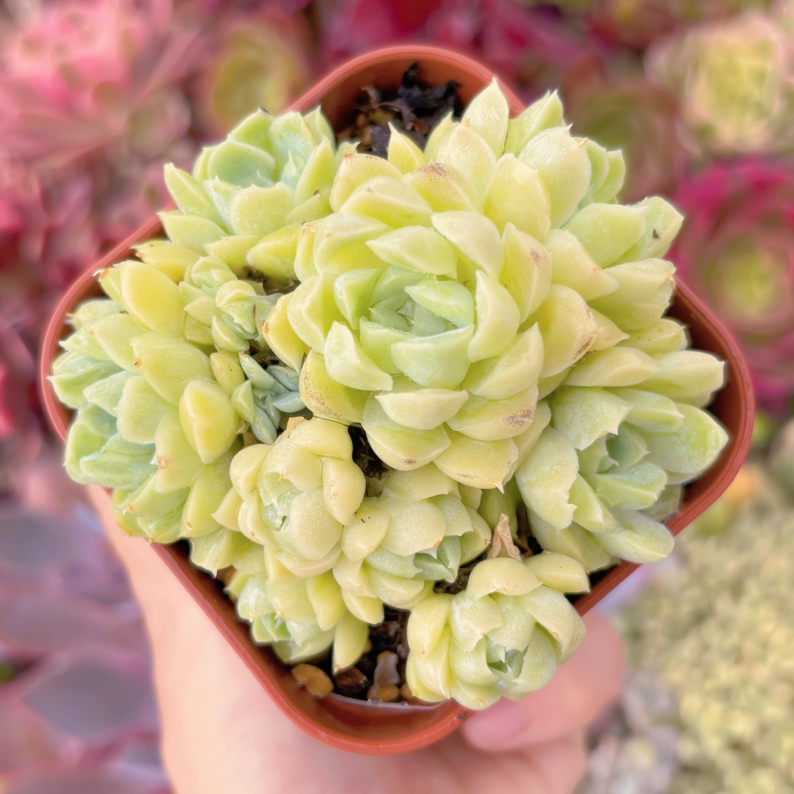 現品　ラノリン球#F056　群生　古株　るる農園