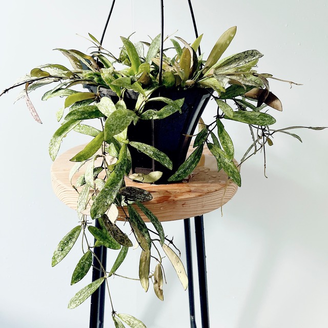 【初入荷】ホヤ シギラティス 希少 ハンギング 観葉植物 calm cafe