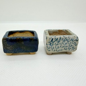 potpotさん　てのひらBonsai