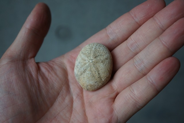 フランス産ウニ化石 Echinolampus ovalis 1599