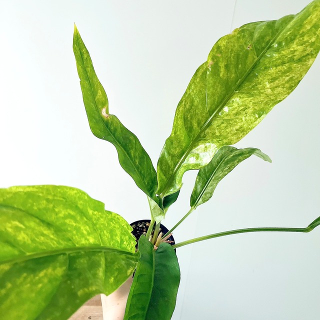 アンスリウム フーケリー 斑入り 観葉植物 calm cafe