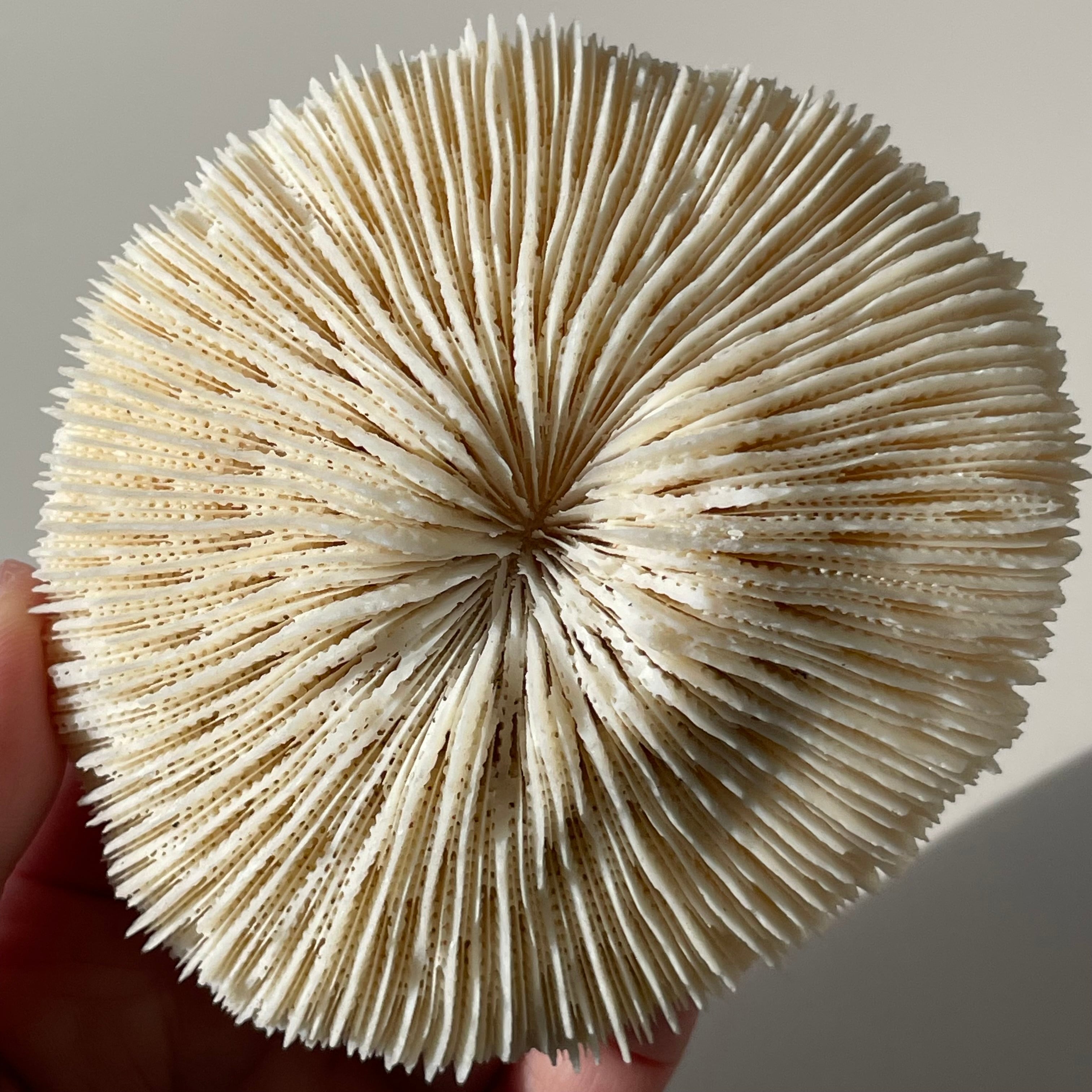 Kusabiraishi クサビライシ②|coral サンゴ 珊瑚|天然石 パワーストーン 鉱物 gem stone