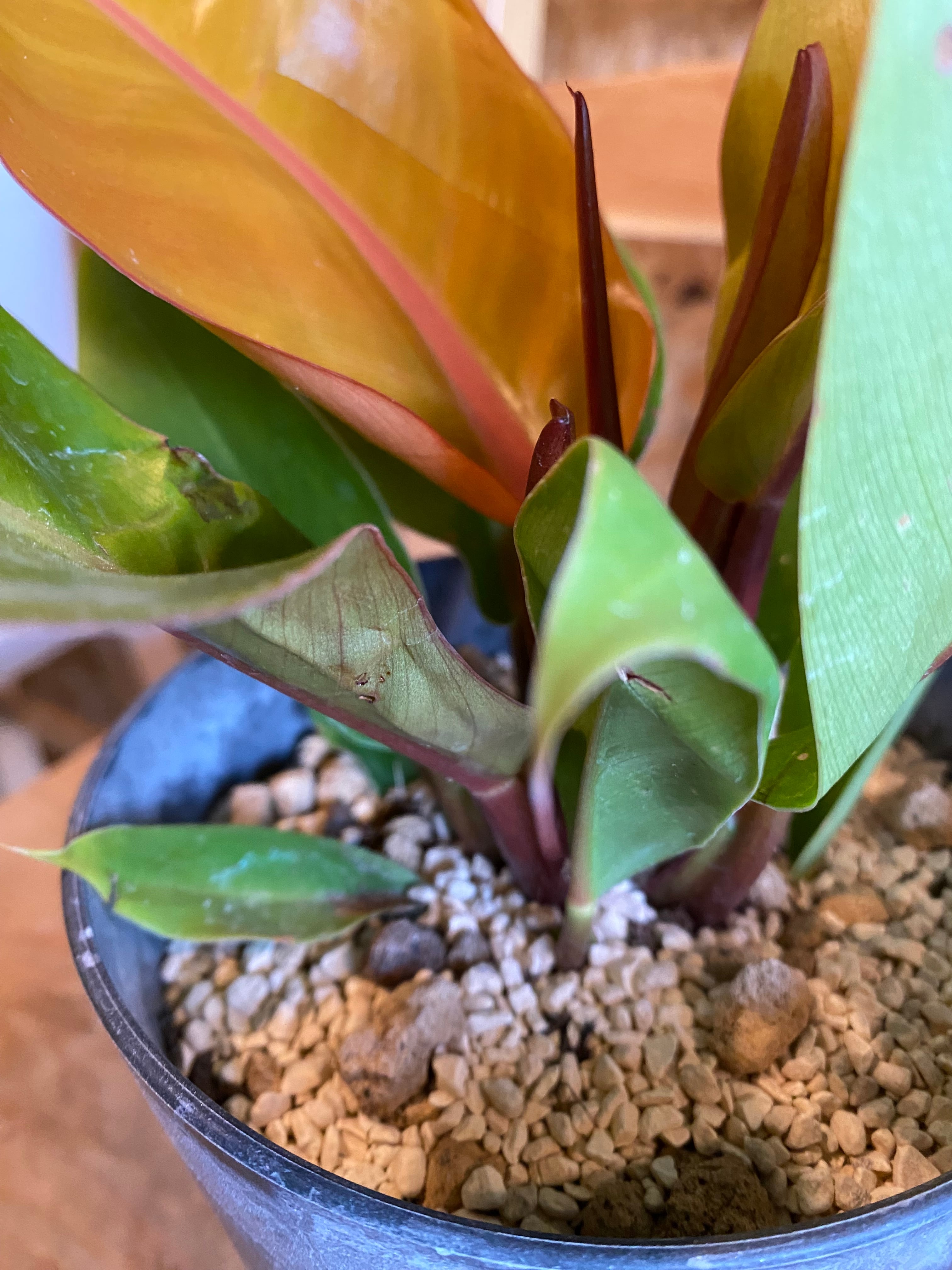 超希少❗️サイズ大❗️猫チップ❗️透明鉢❗️フィロデンドロン　オレンジプリンセス✨ 超希少❗️サイズ大❗️猫チップ❗️透明鉢❗️フィロデンドロン