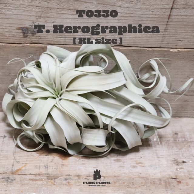 【送料無料】キセログラフィカXL〔エアプランツ〕現品発送T0330