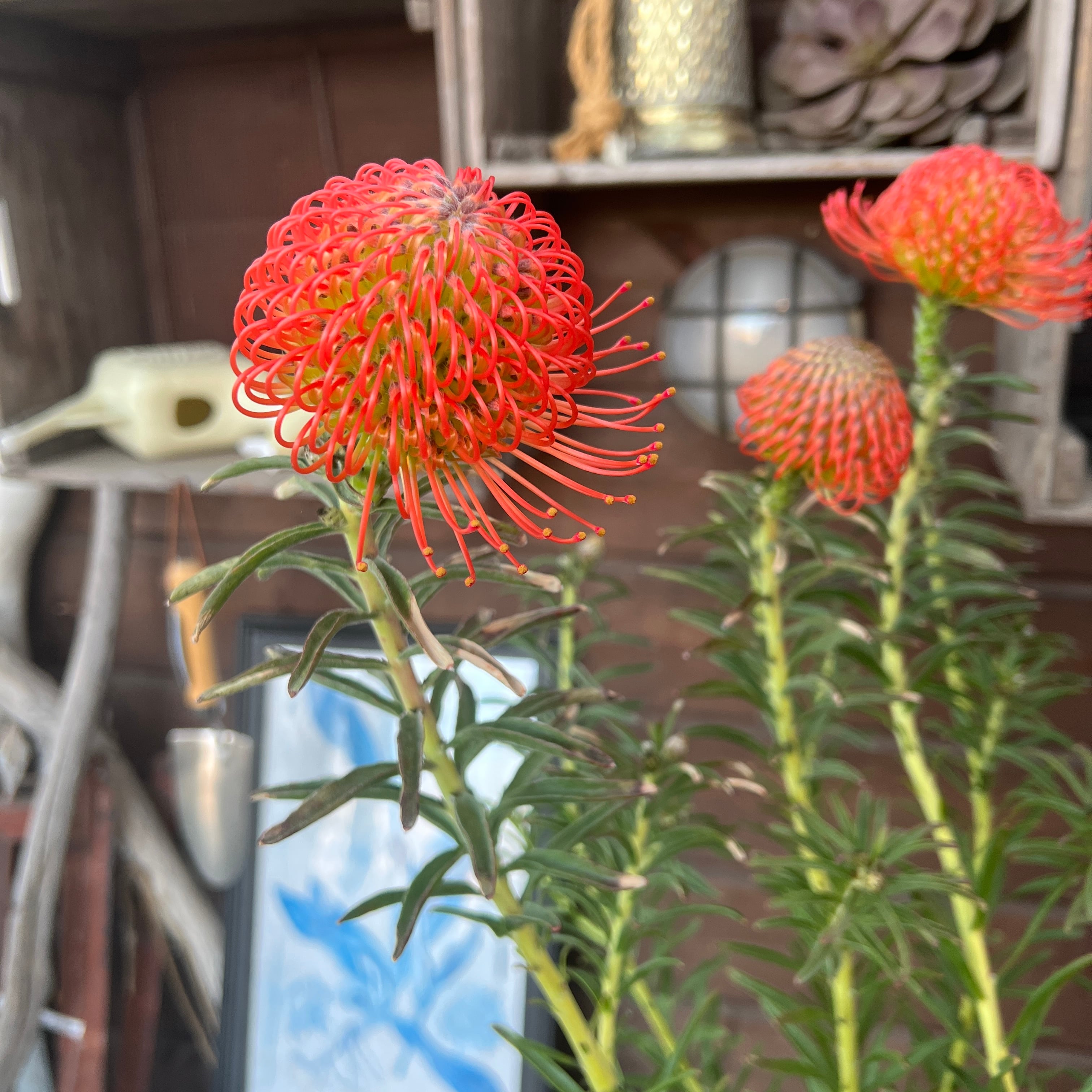 リューコスペルマム コルディフォリウム | 沼ノ上農園