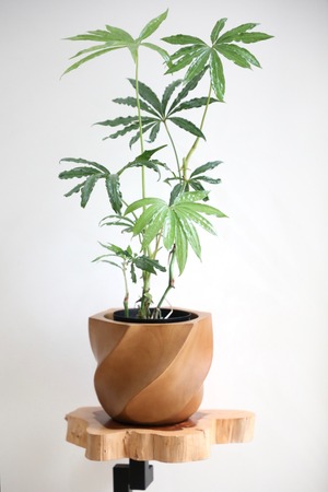 【M】アンスリウム ポリスキタム/Anthurium polyschistum ※マンゴーウッド鉢カバー付き