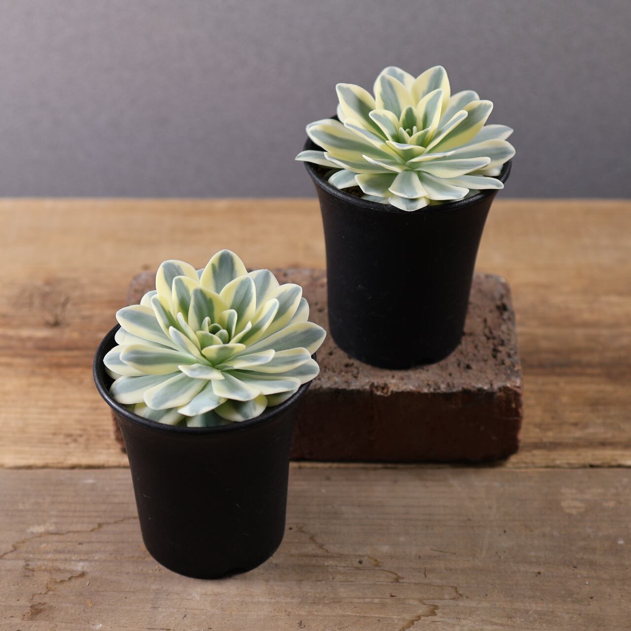 【ＤＡＣ】富士植物 613『オロスタキス 富士』Orostachys 'Fuji' 観葉植物【送料無料