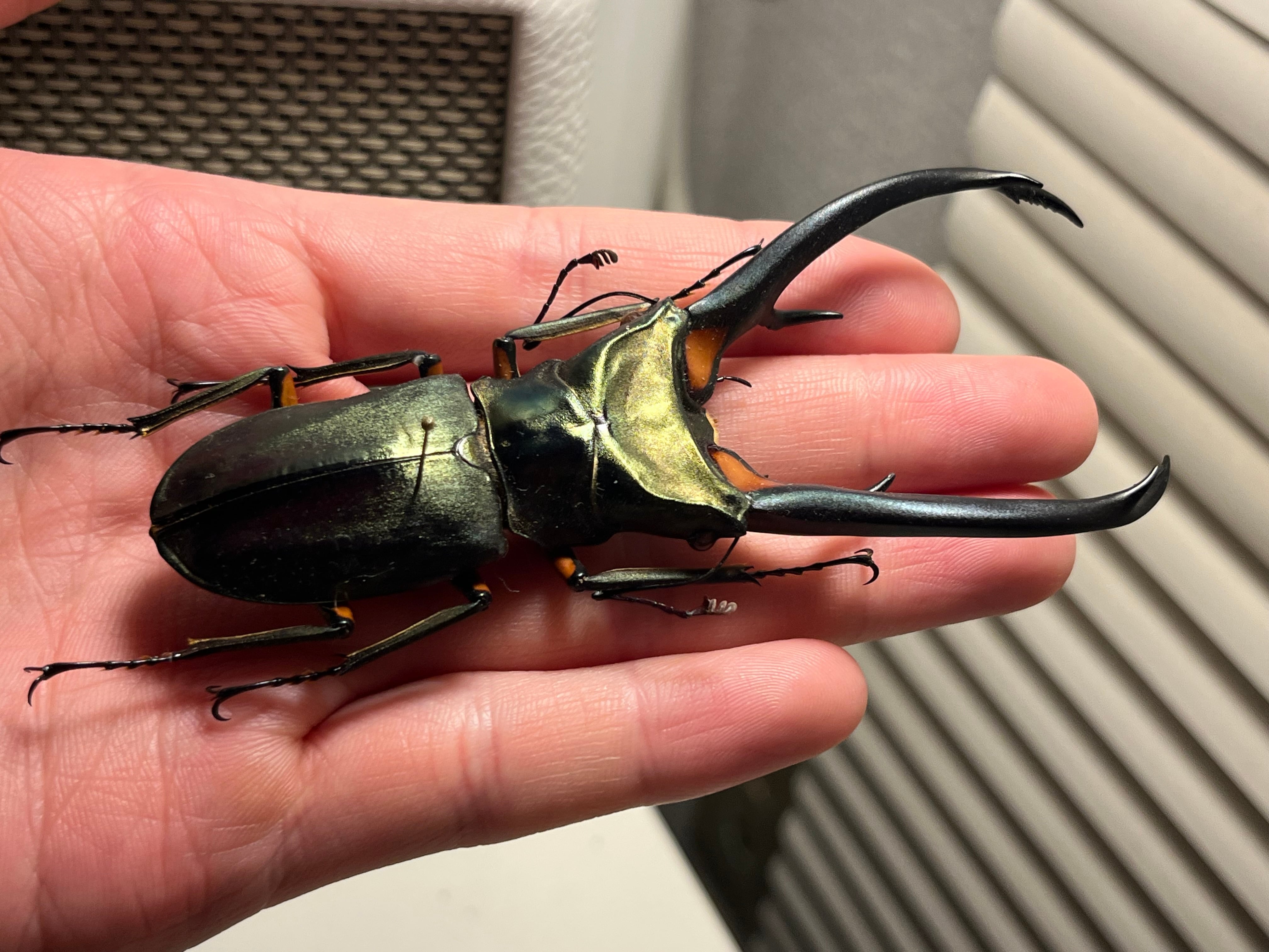 102mm】エラフスホソアカクワガタ Cyclommatus elaphus 紅鹿細身赤鍬形