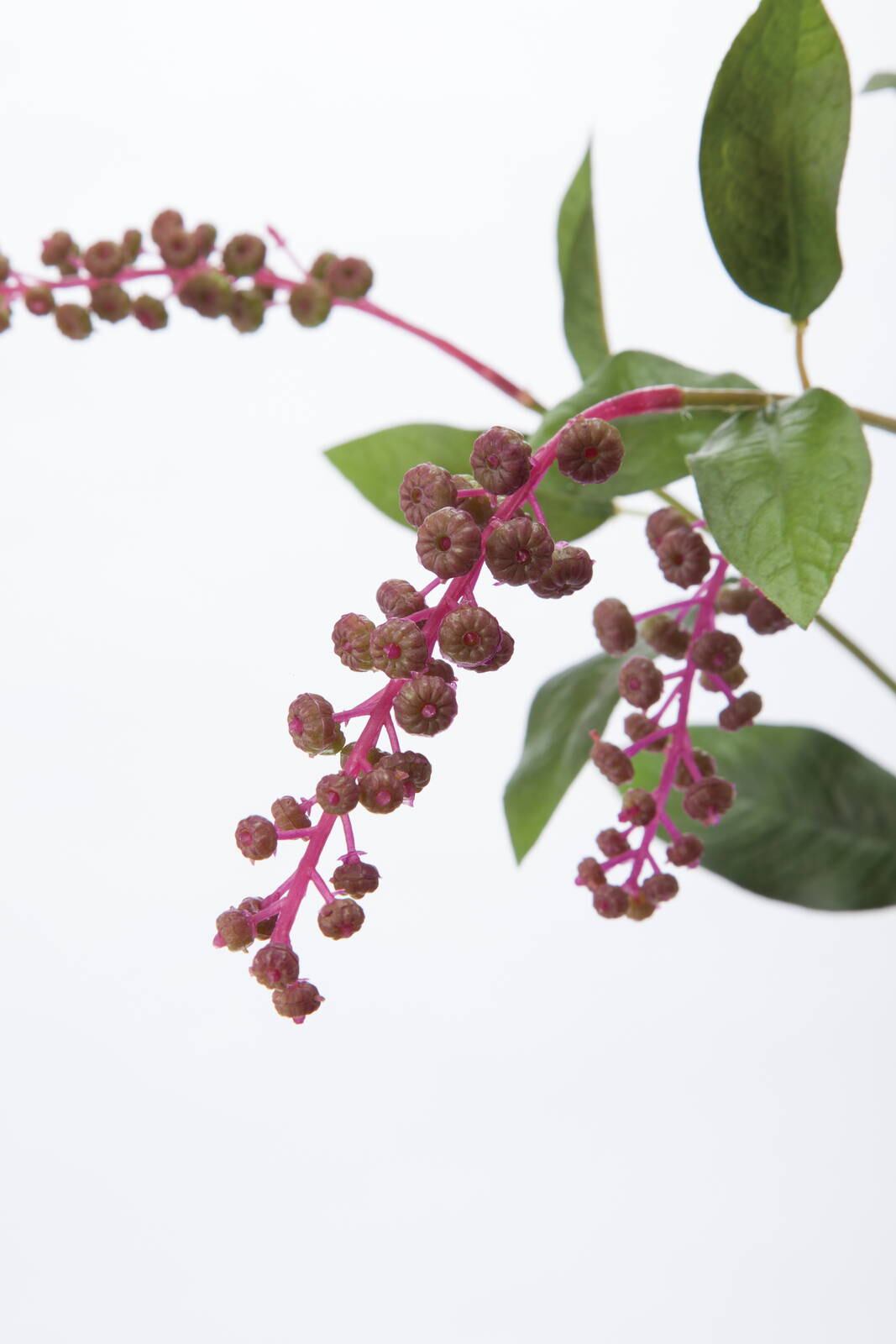 ヤマブドウ　　FG-4907GR　4961823685019　造花（アーティフィシャルフラワー） > 定番造花グリーン（素材）