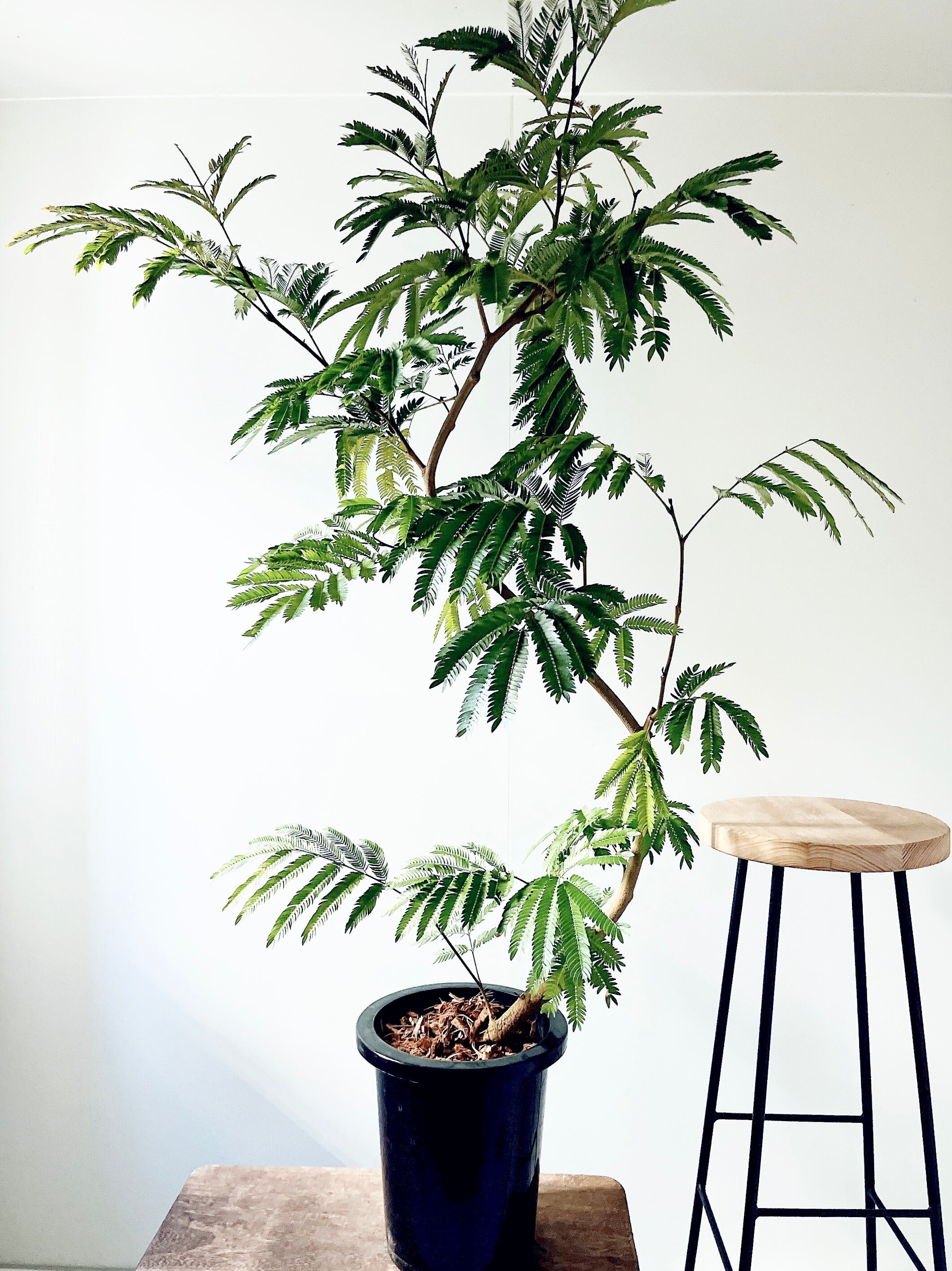 観葉植物 ガジュマル パンダ」の人気商品一覧 | 安い商品を通販サイト