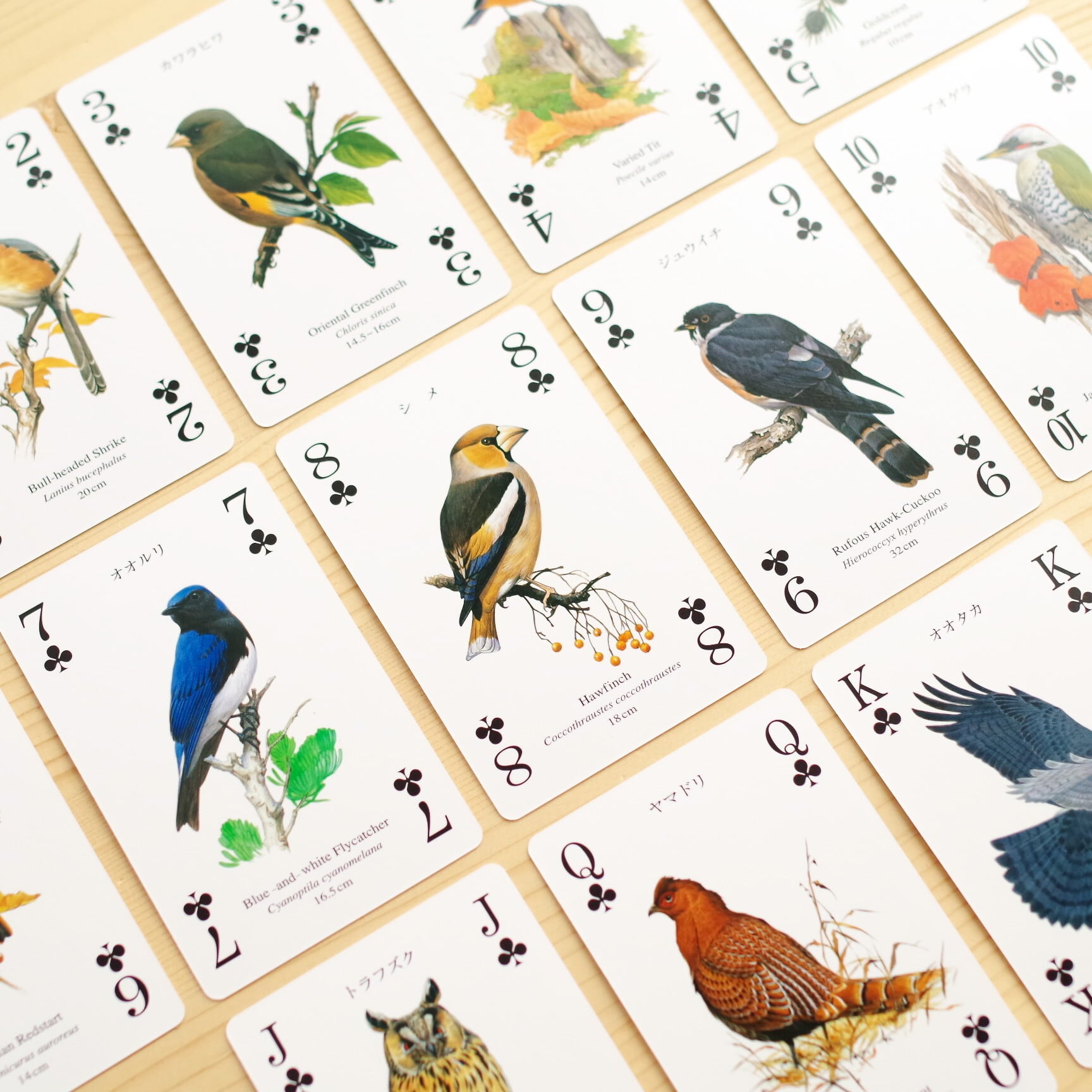 野鳥トランプ 山野の鳥 | Pay ID