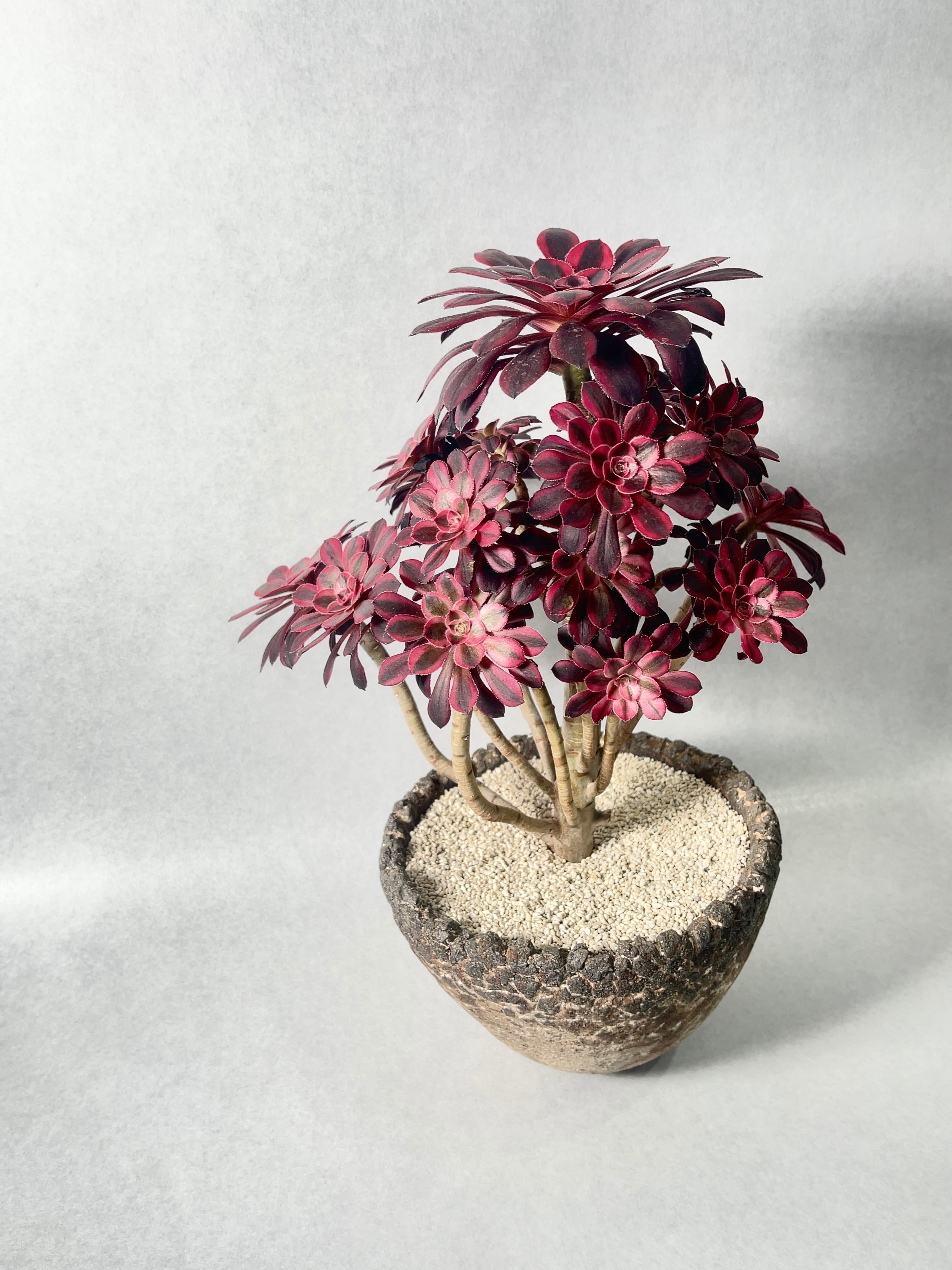 アエオニウム・シャネル | trigger