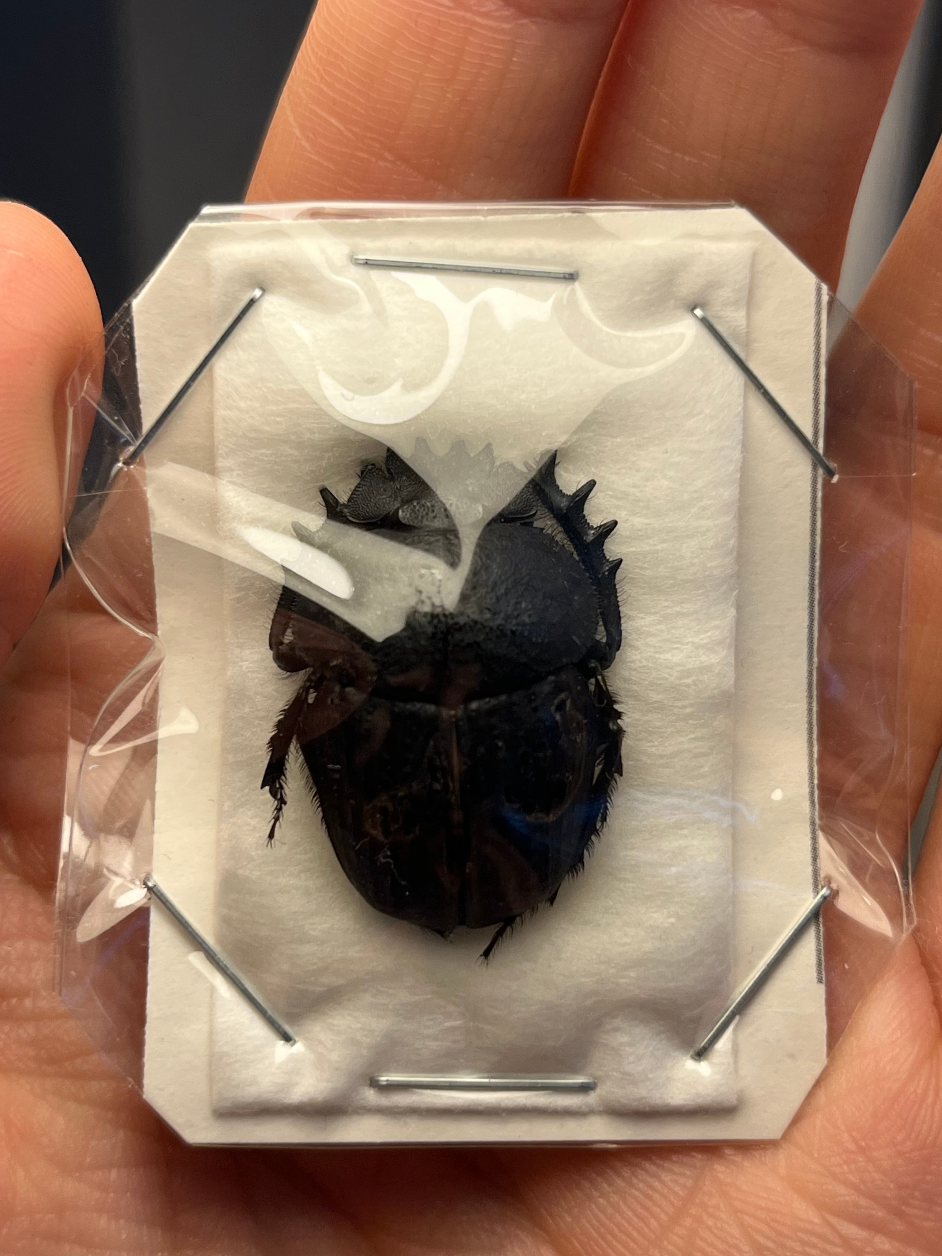 未展足】Scarabaeus catenatus 標本ハネナシタマオシコガネ 糞虫