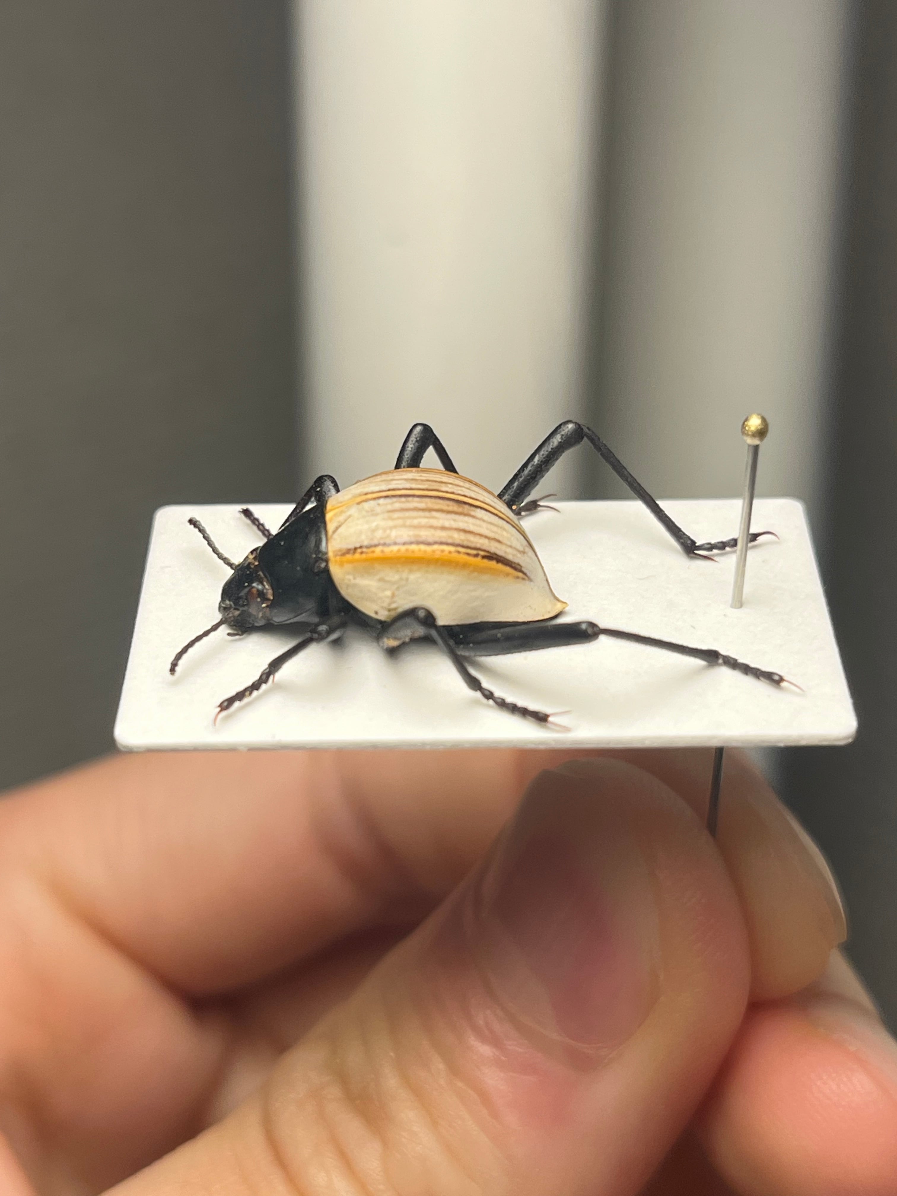 キリアツメゴミムシダマシ 標本 キリアツメゴミムシダマシ コブハムシ