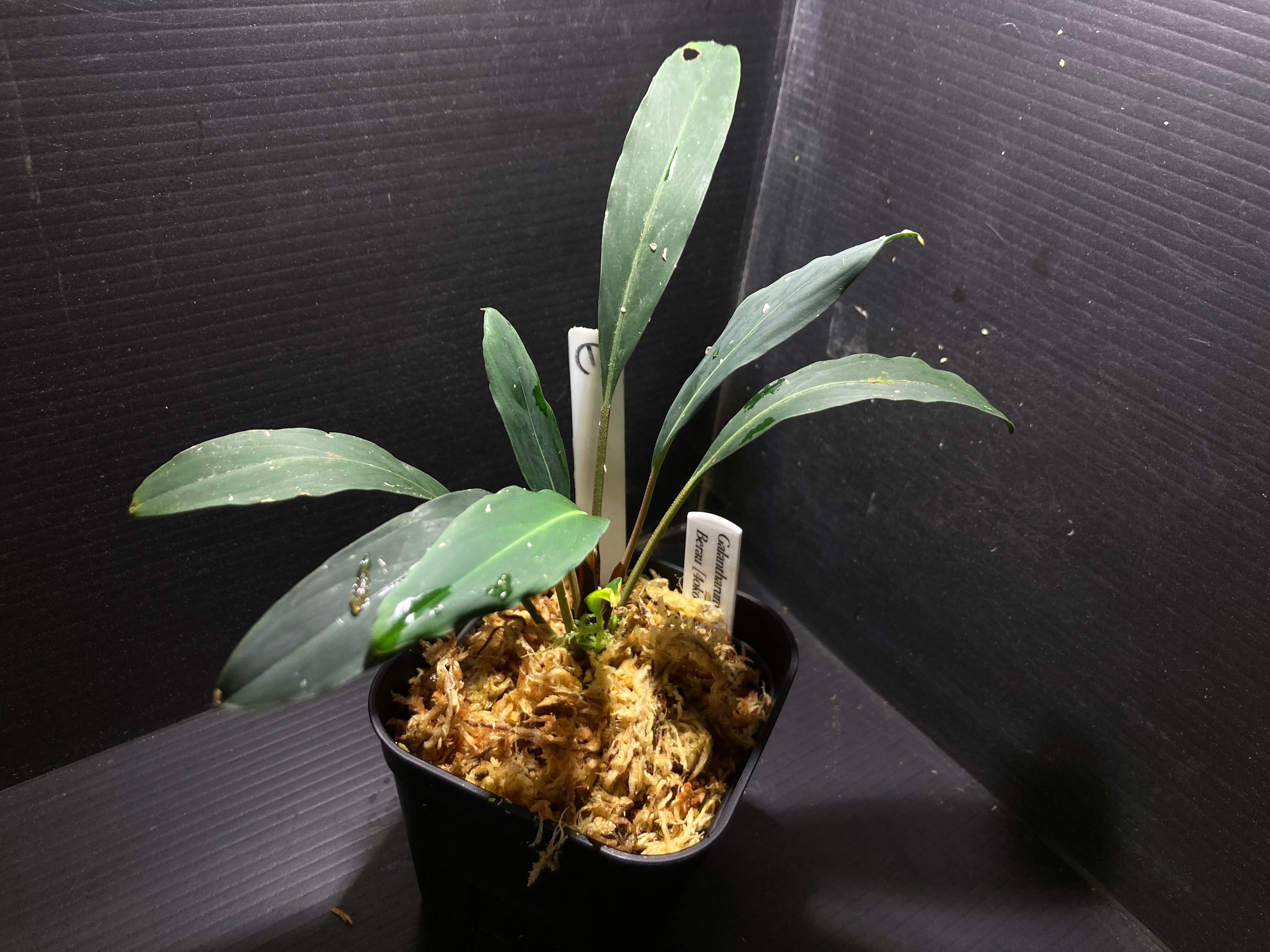 Bucephalandra sp. Upper pearl midnight blue original location【水