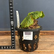 ビカクシダ　マダガスカリエンセ　P.madagascariense【1017】