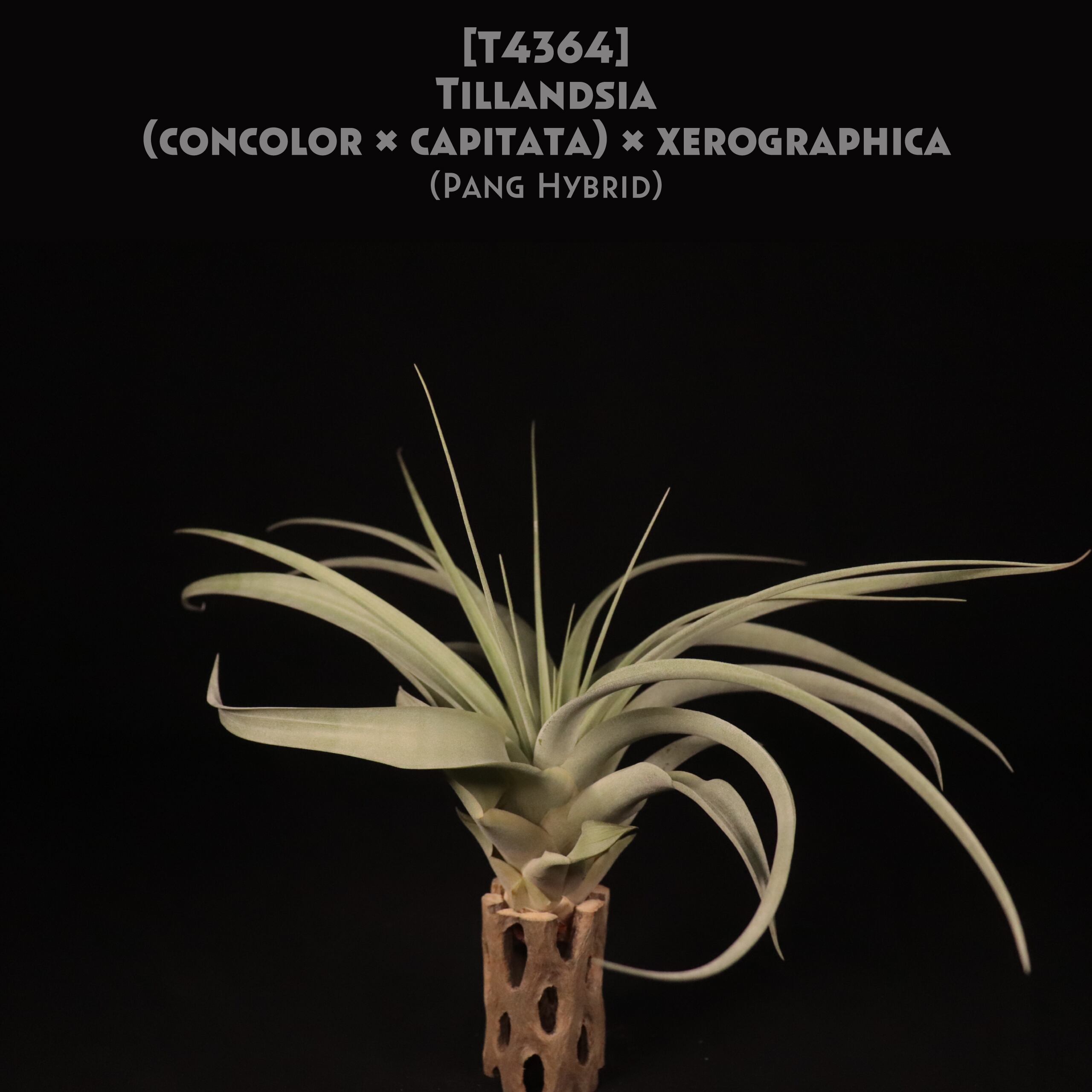 送料無料】(concolor × capitata) x xerographica (Pang Hybrid