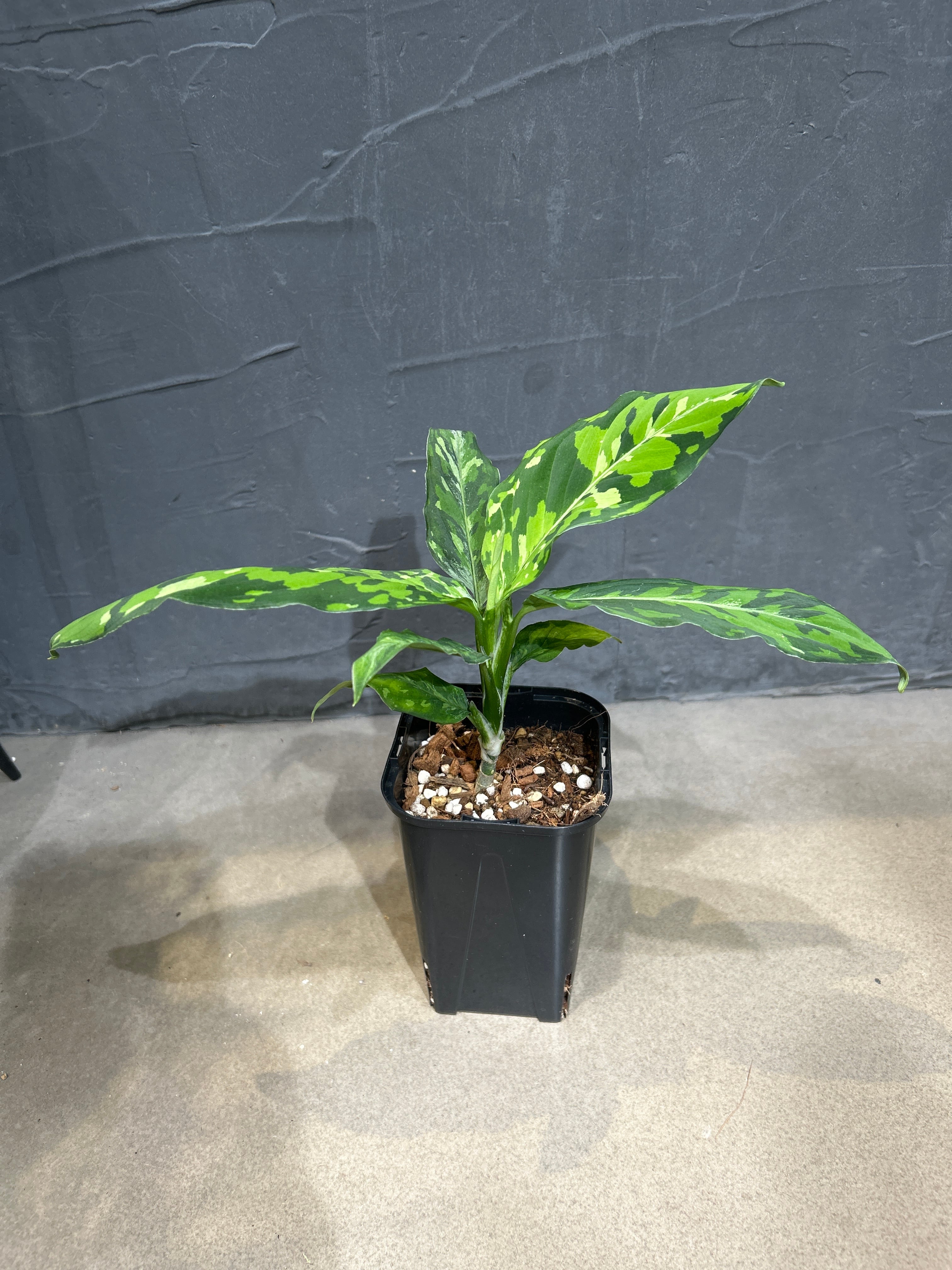 ホヤ ラクノーサ ブルーノ | MIDORIYA 観葉植物専門店