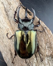 【WF1】《アトラスオオカブト亜種シンタエ 73mm ペア》