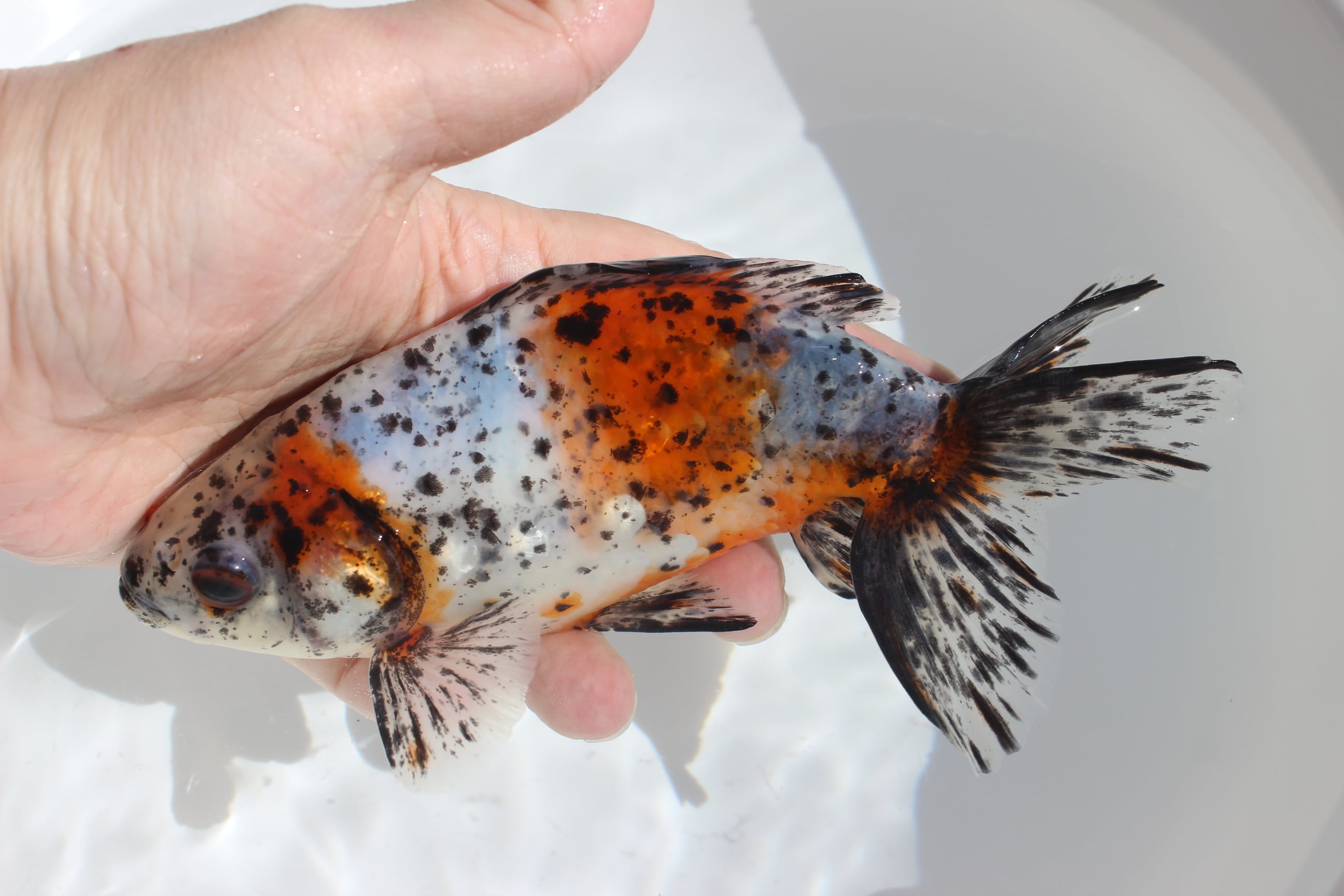 上物】志村養魚場産 三才 江戸地金 ＃1104-03 | 金魚専門店 和の美