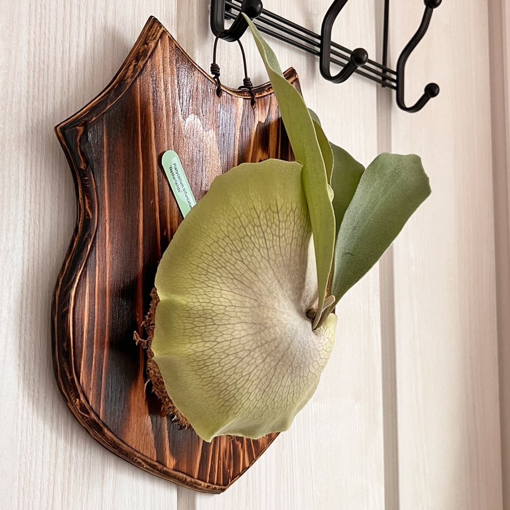 ビカクシダ ネザーランド 大サイズ 板付 【観葉植物 室内 コウモリラン