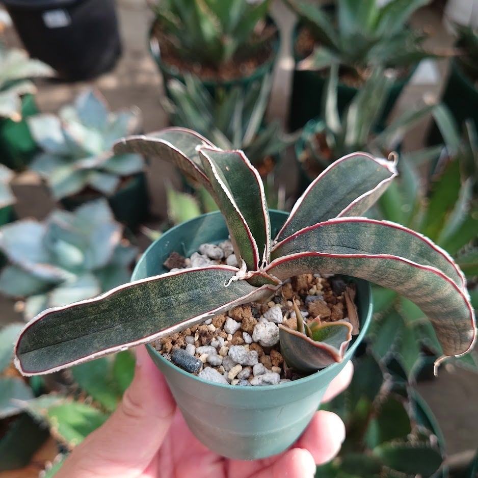 レア サンスベリア ピンクバット 斑入り サンセベリア sansevieria ...