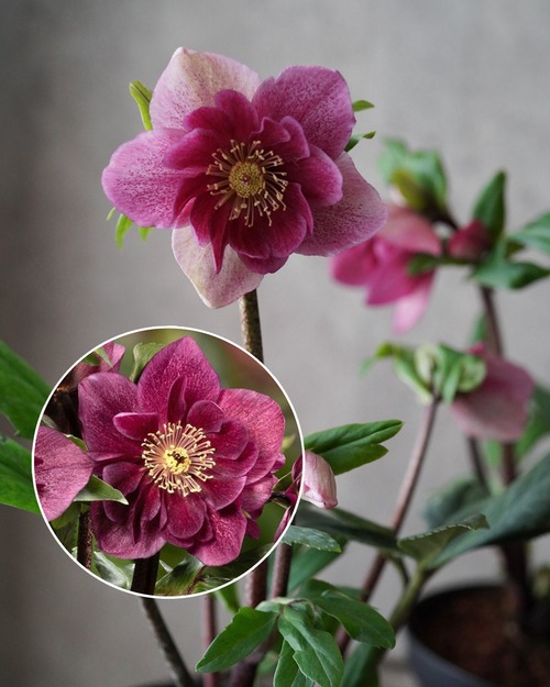 クリスマスローズ　雪の妖精　フーリールビー 4.5号