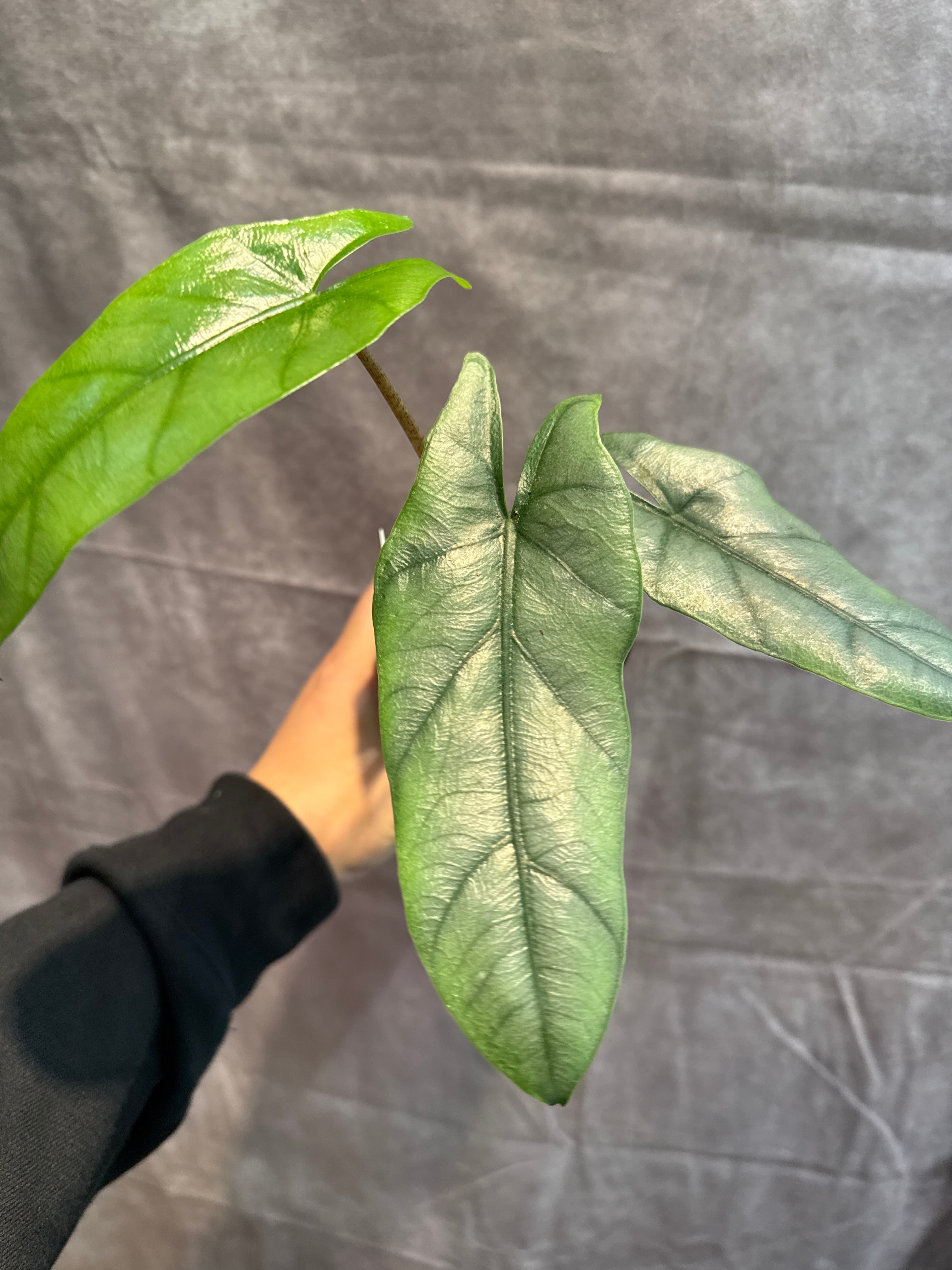 アロカシア ヘテロフィラ 'metallic blue' | Gardenえん 【観葉熱帯植物】