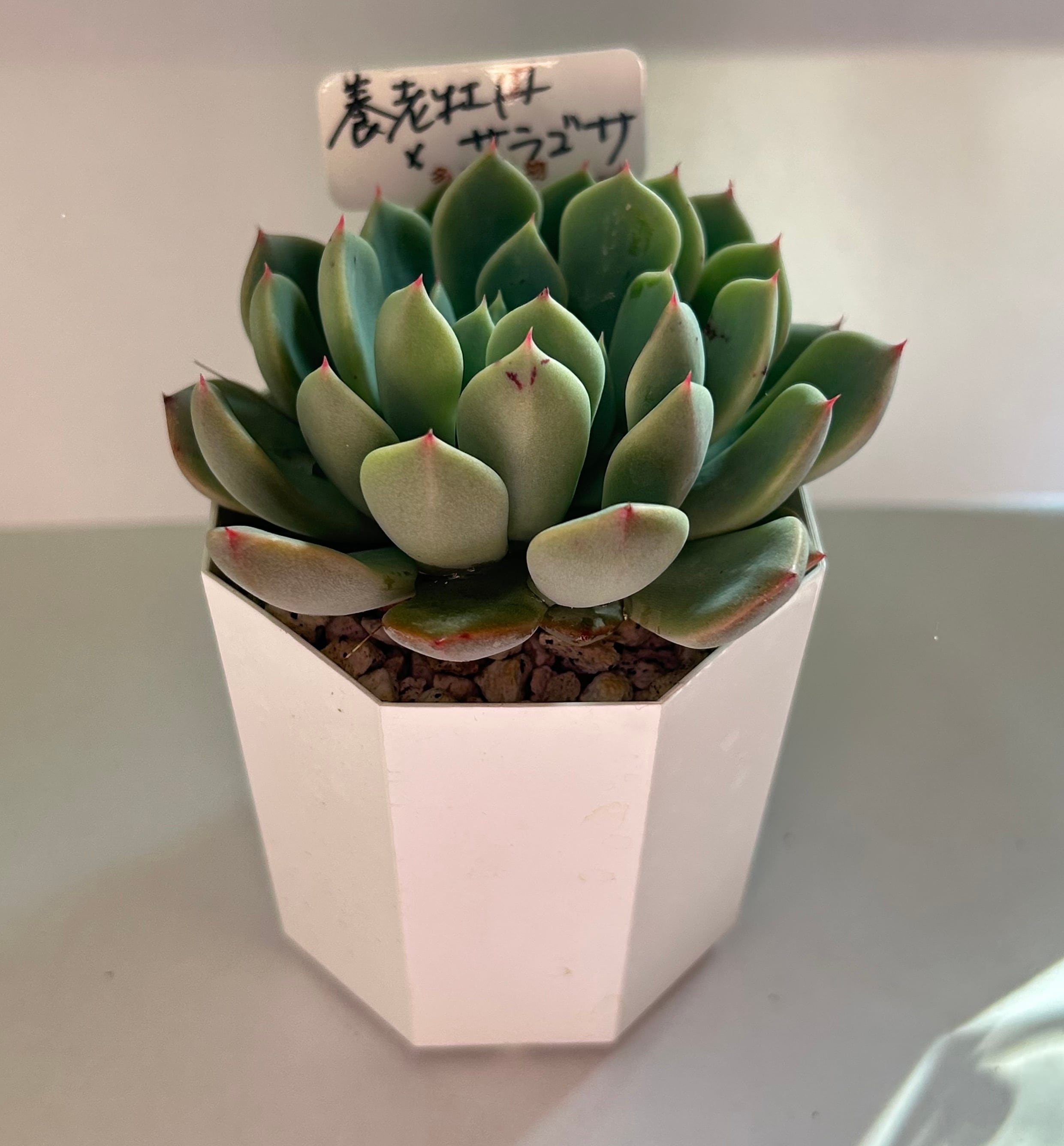 多肉植物 | GREEN JAM foliageplant