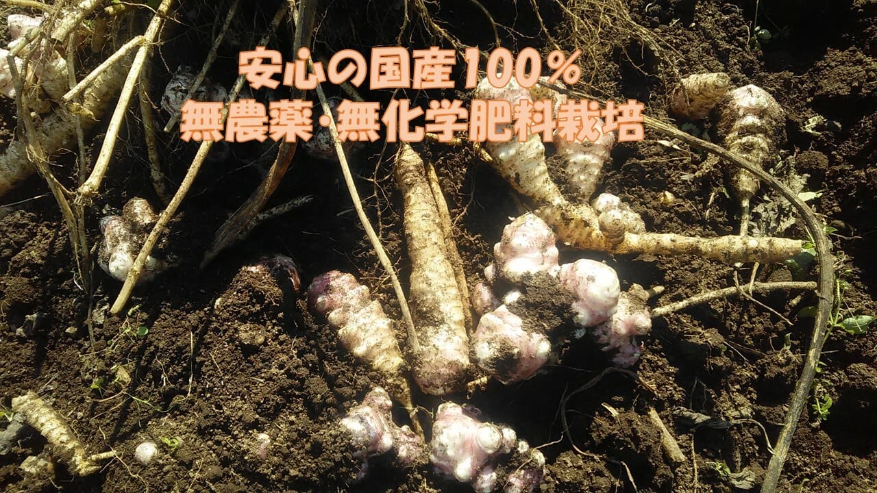 紫菊芋之粉末 | あじ菜工房