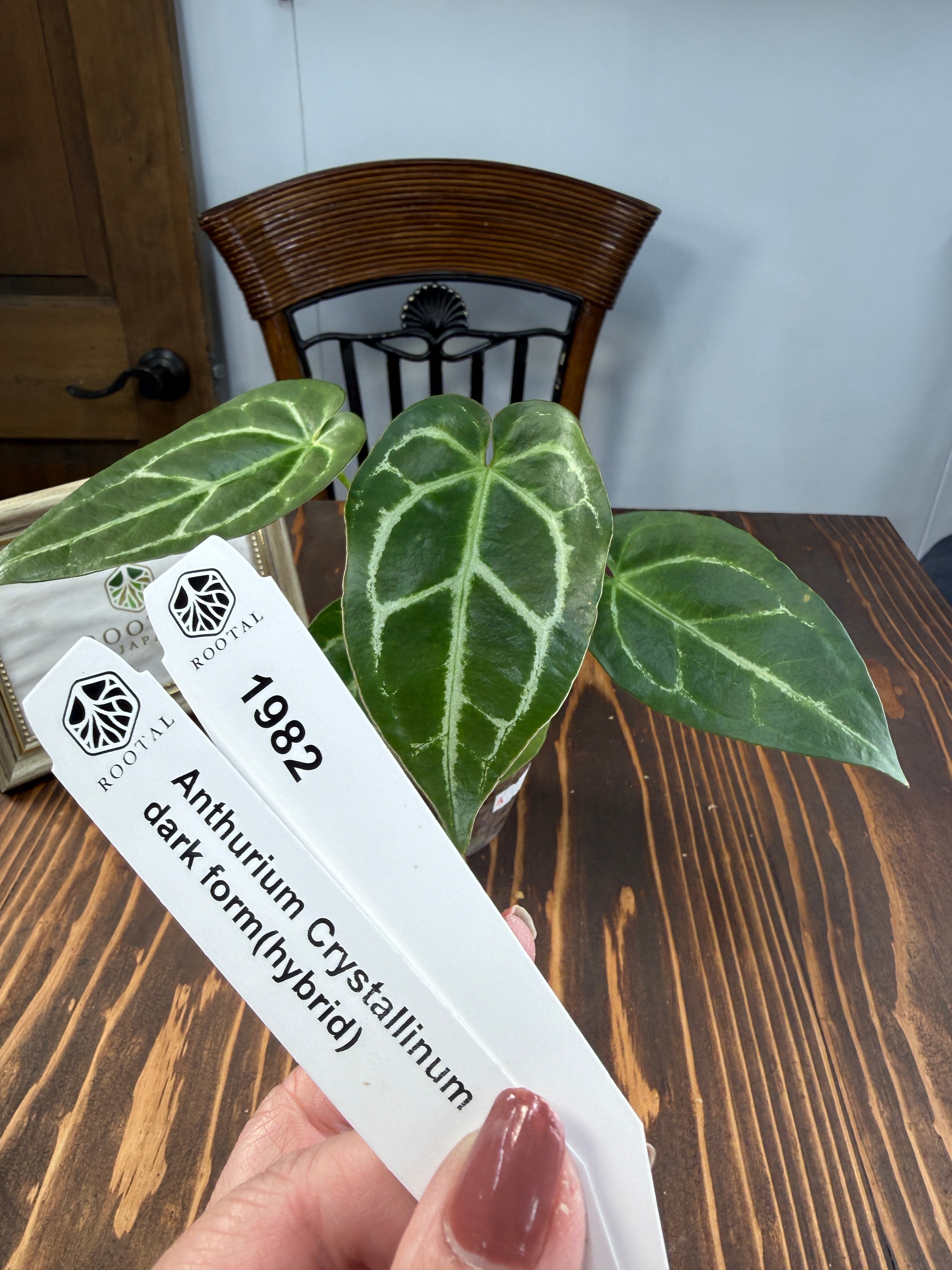 アンスリウム | ROOTALPLANTS